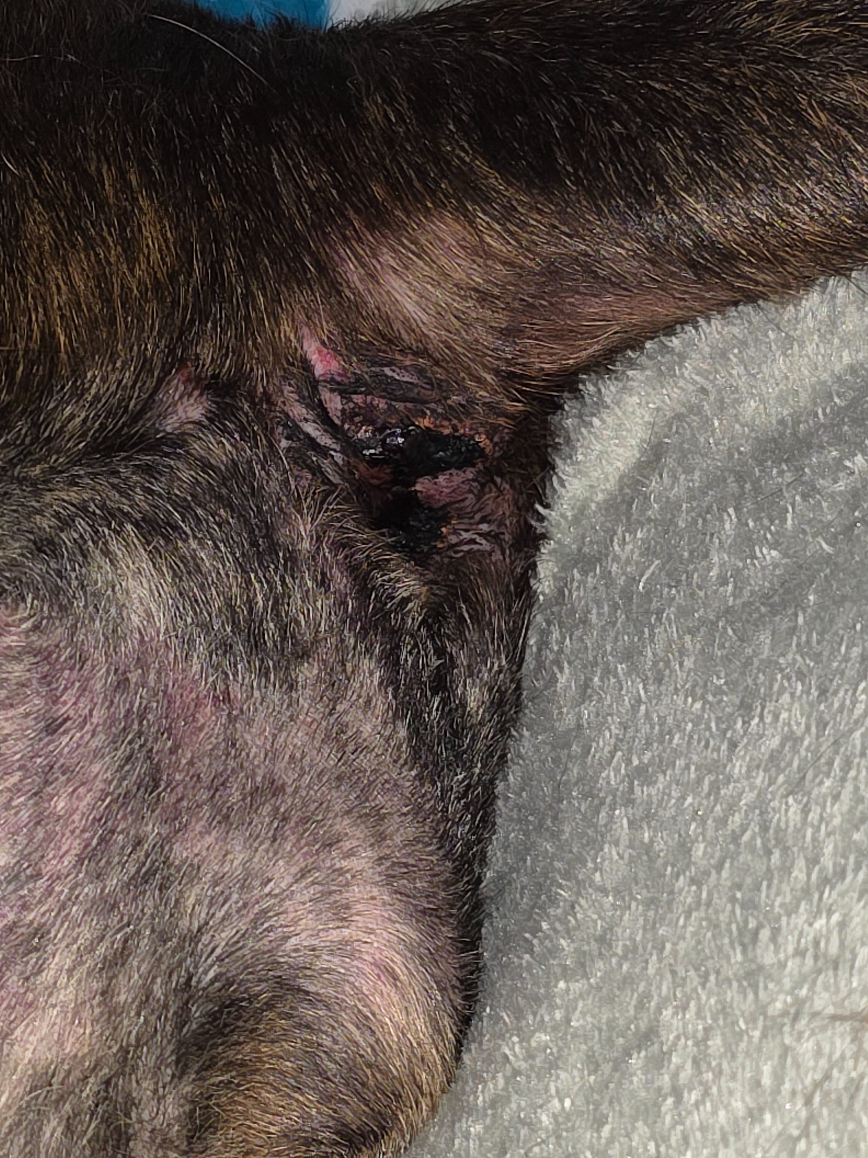 Donate to Save Suki's Life campaign photo, 2 of 7