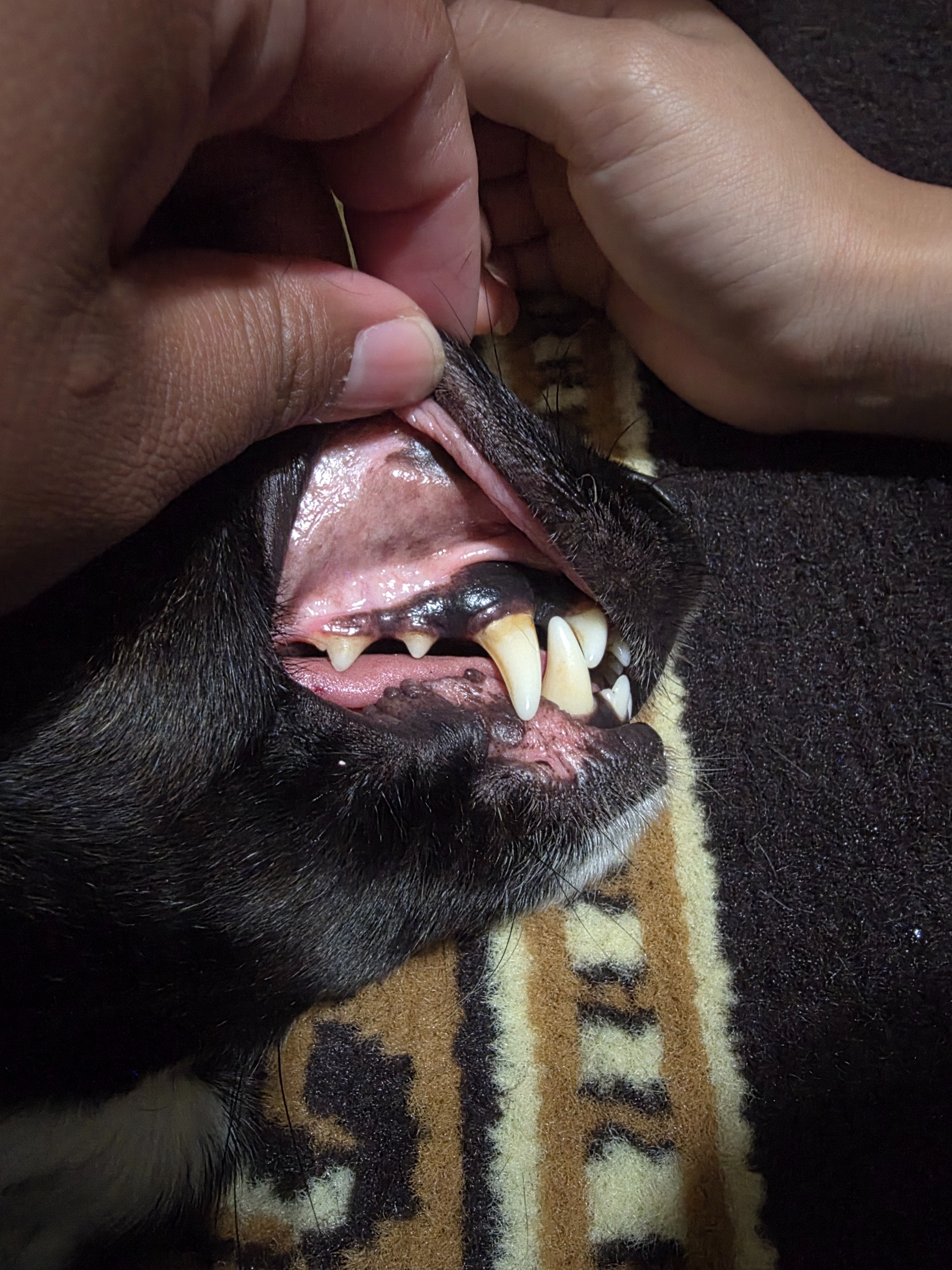 Donate to Save Suki's Life campaign photo, 4 of 7