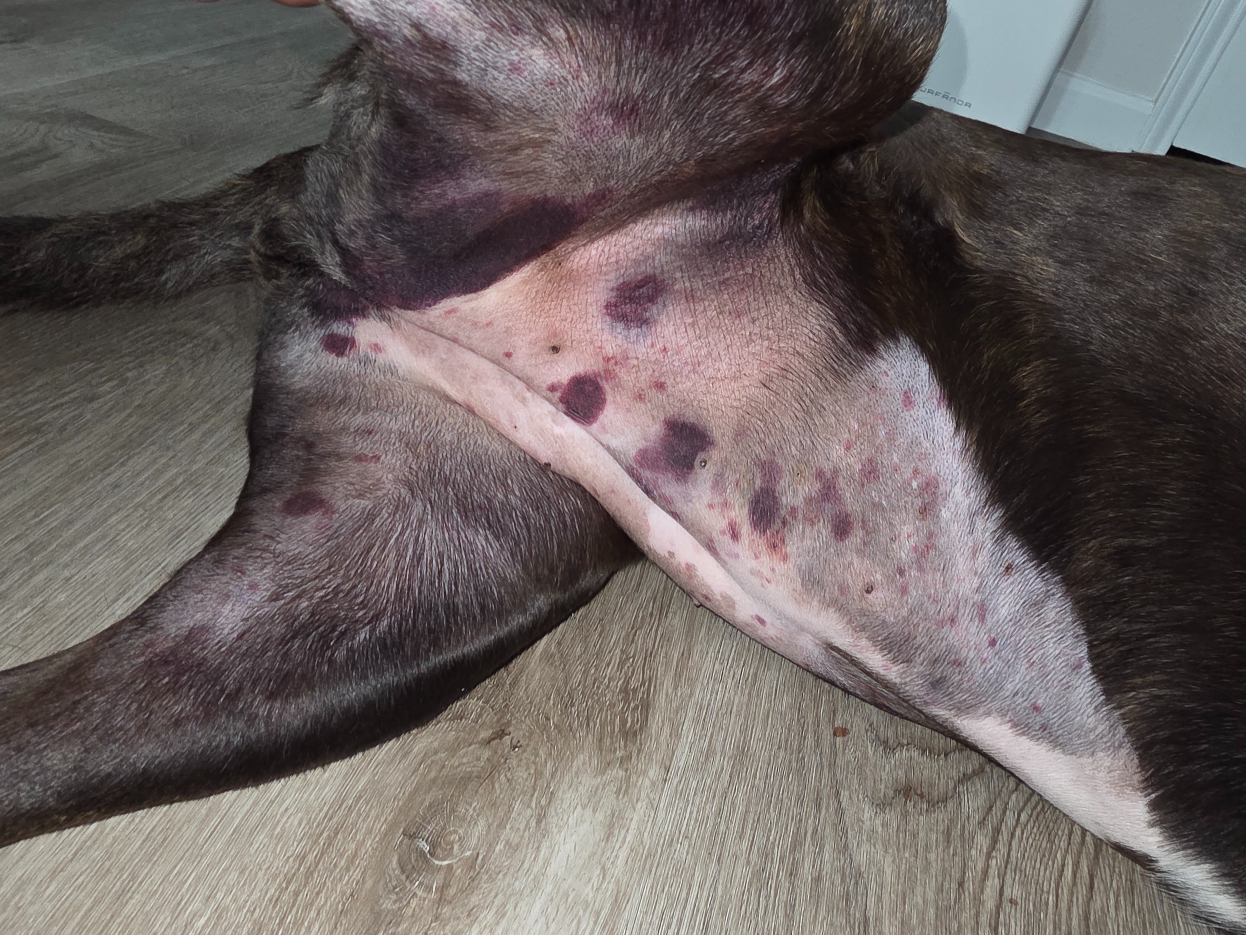 Donate to Save Suki's Life campaign photo, 5 of 7