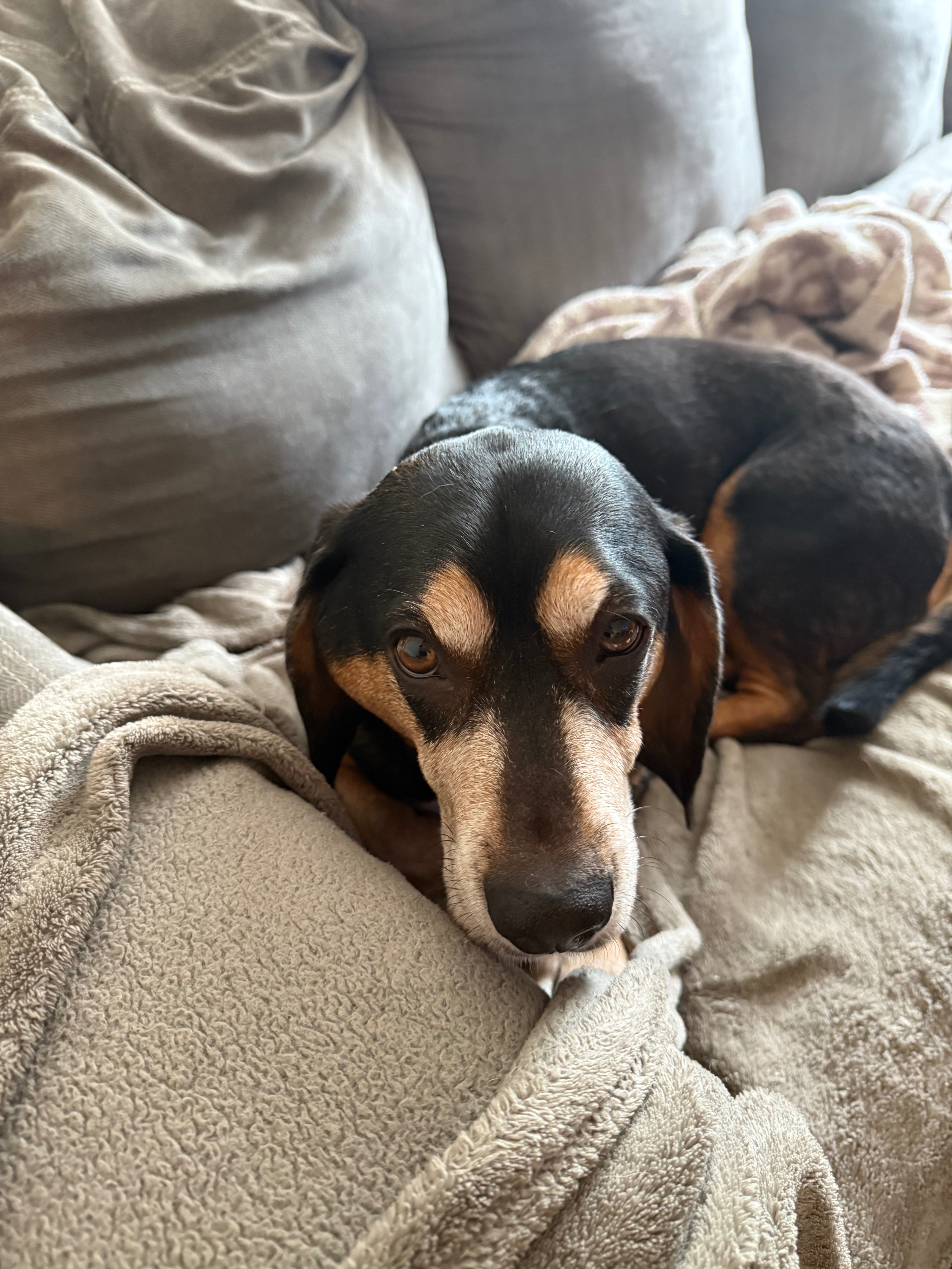 Help Charlie Fight Lymphoma campaign photo, 6 of 8