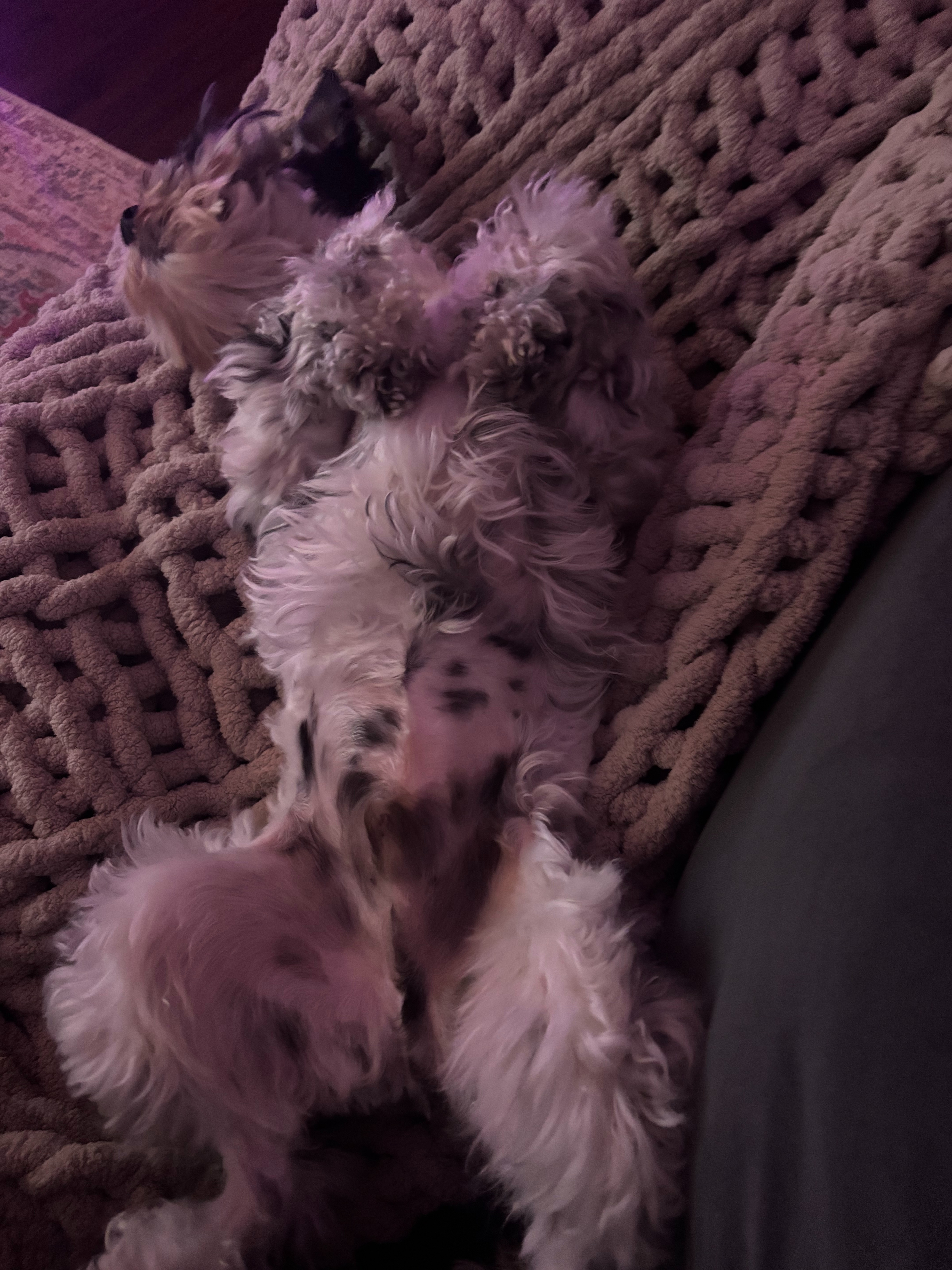 Help Junior's Life-Saving Liver Surgery campaign photo, 4 of 5