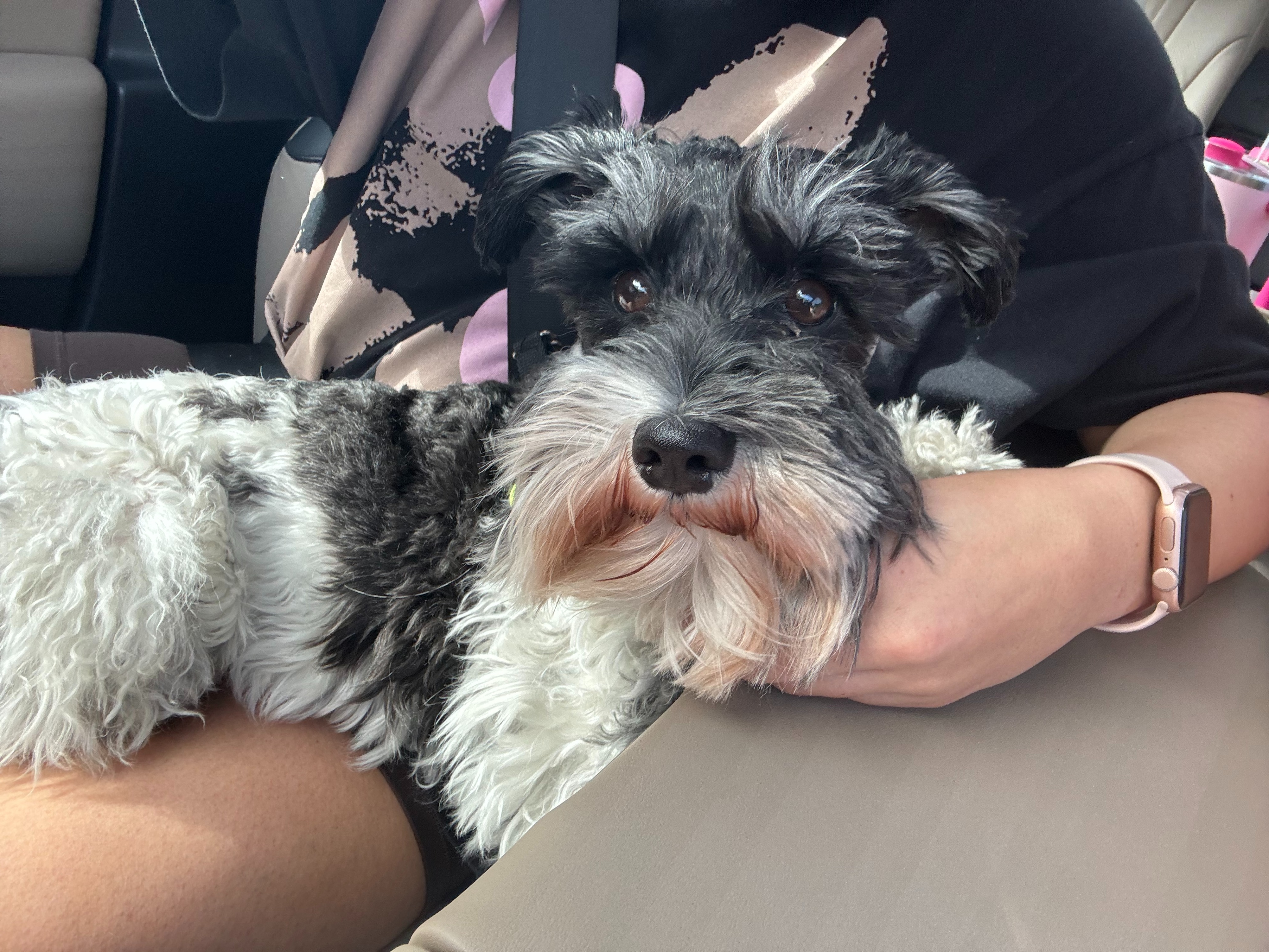 Help Junior's Life-Saving Liver Surgery campaign photo, 2 of 5