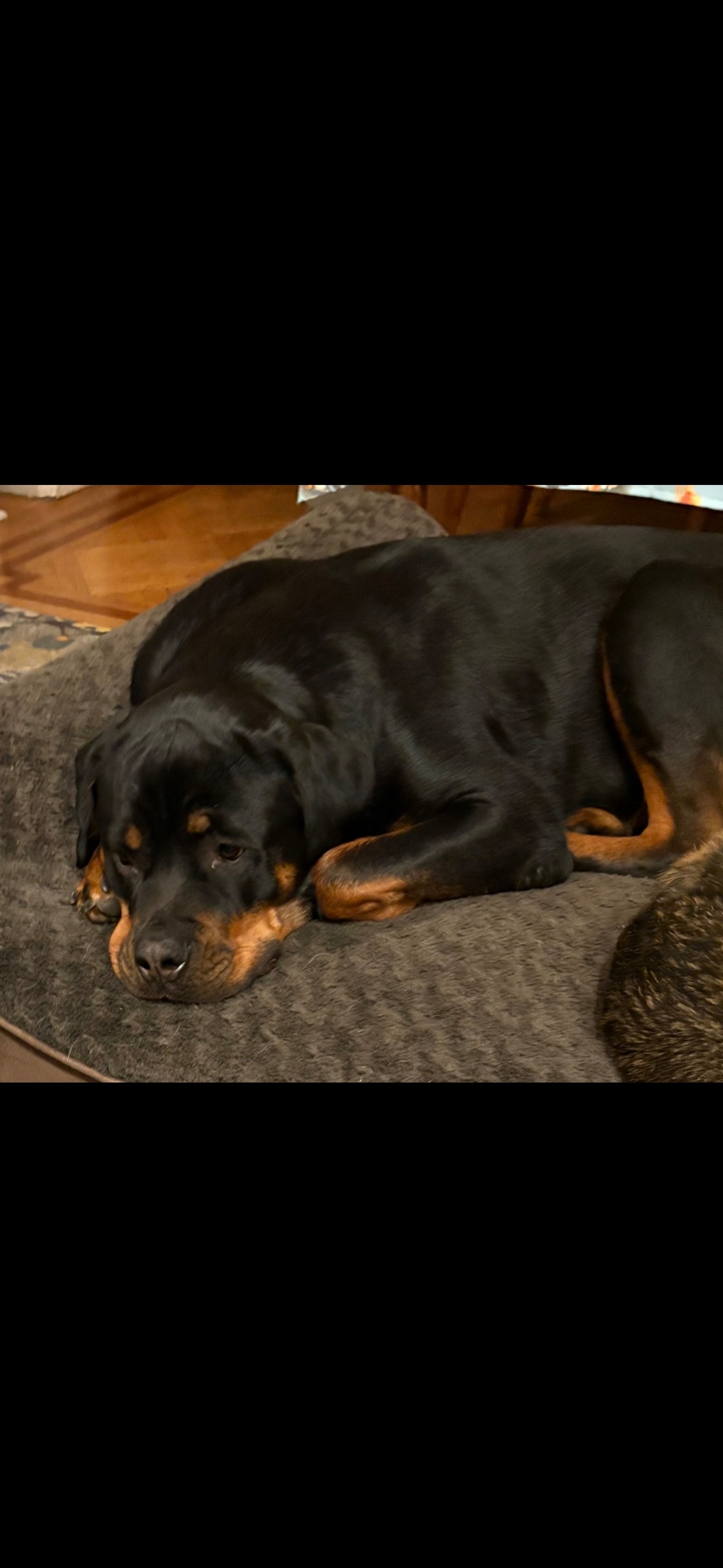 Save Bruiser: 2 Complete ACL Tears, Needs Surgery to Walk campaign photo, 7 of 8