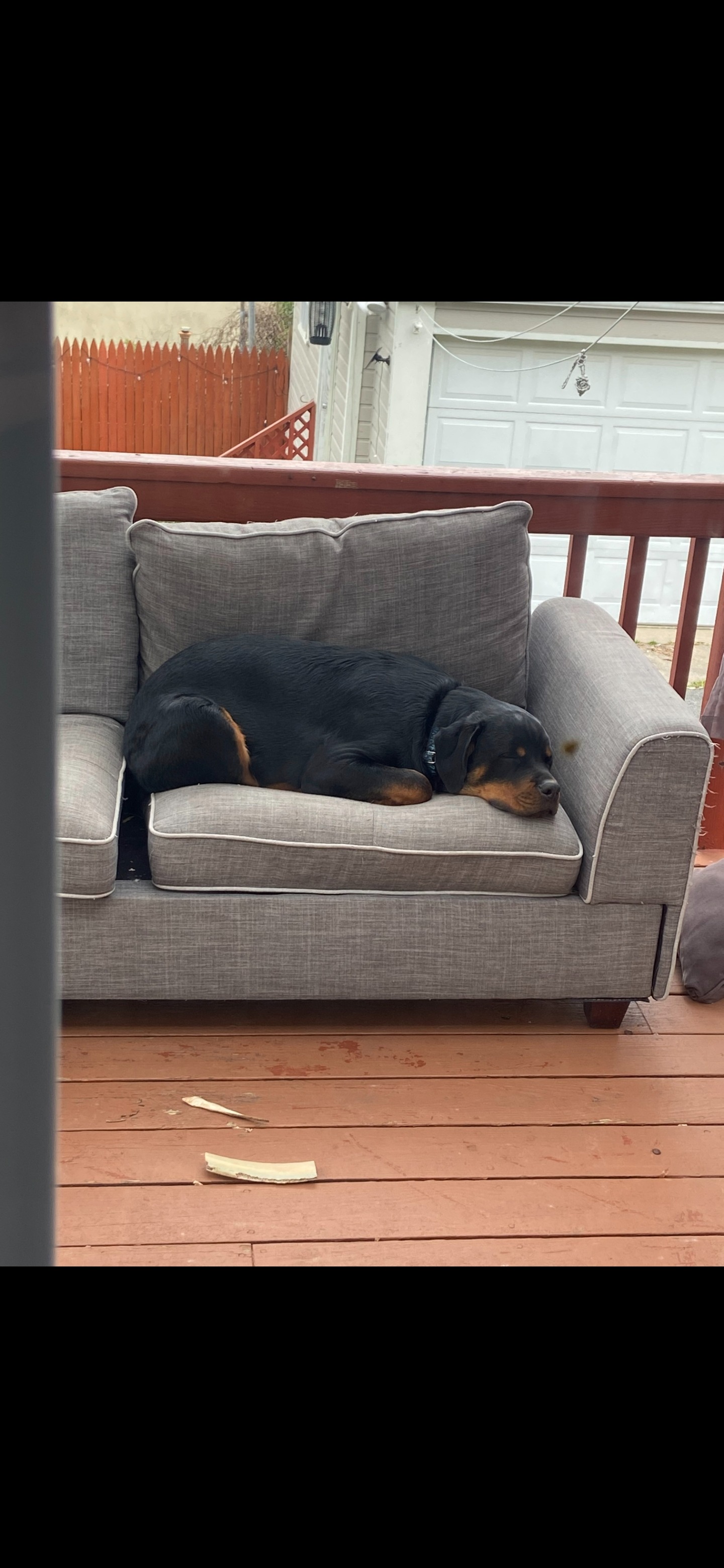 Save Bruiser: 2 Complete ACL Tears, Needs Surgery to Walk campaign photo, 2 of 8