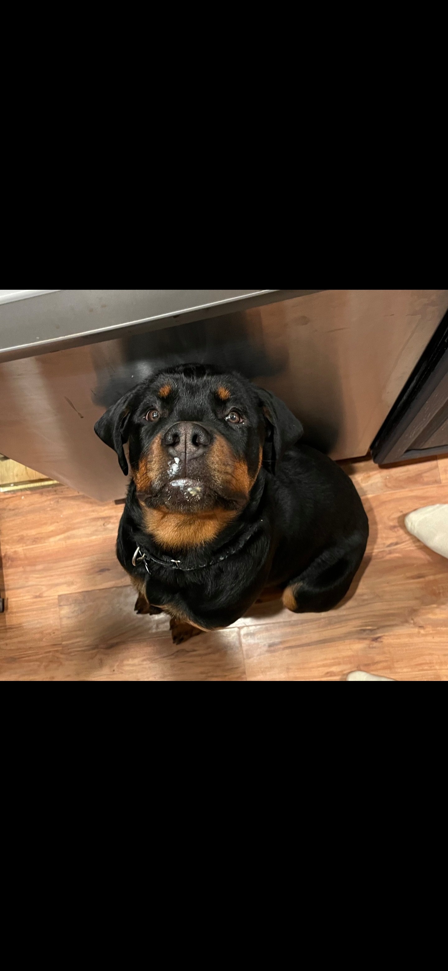 Save Bruiser: 2 Complete ACL Tears, Needs Surgery to Walk campaign photo, 4 of 8