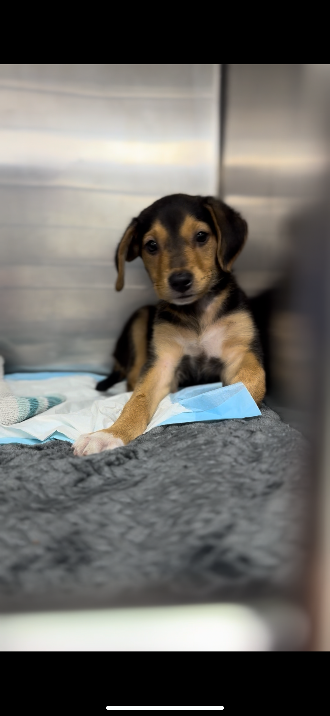 Save Lucky's Leg: Urgent Surgery Needed campaign photo, 7 of 8