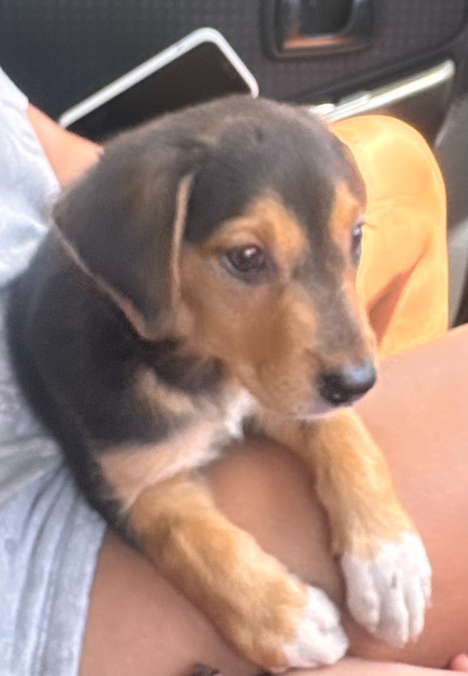 Save Lucky's Leg: Urgent Surgery Needed campaign photo, 2 of 8