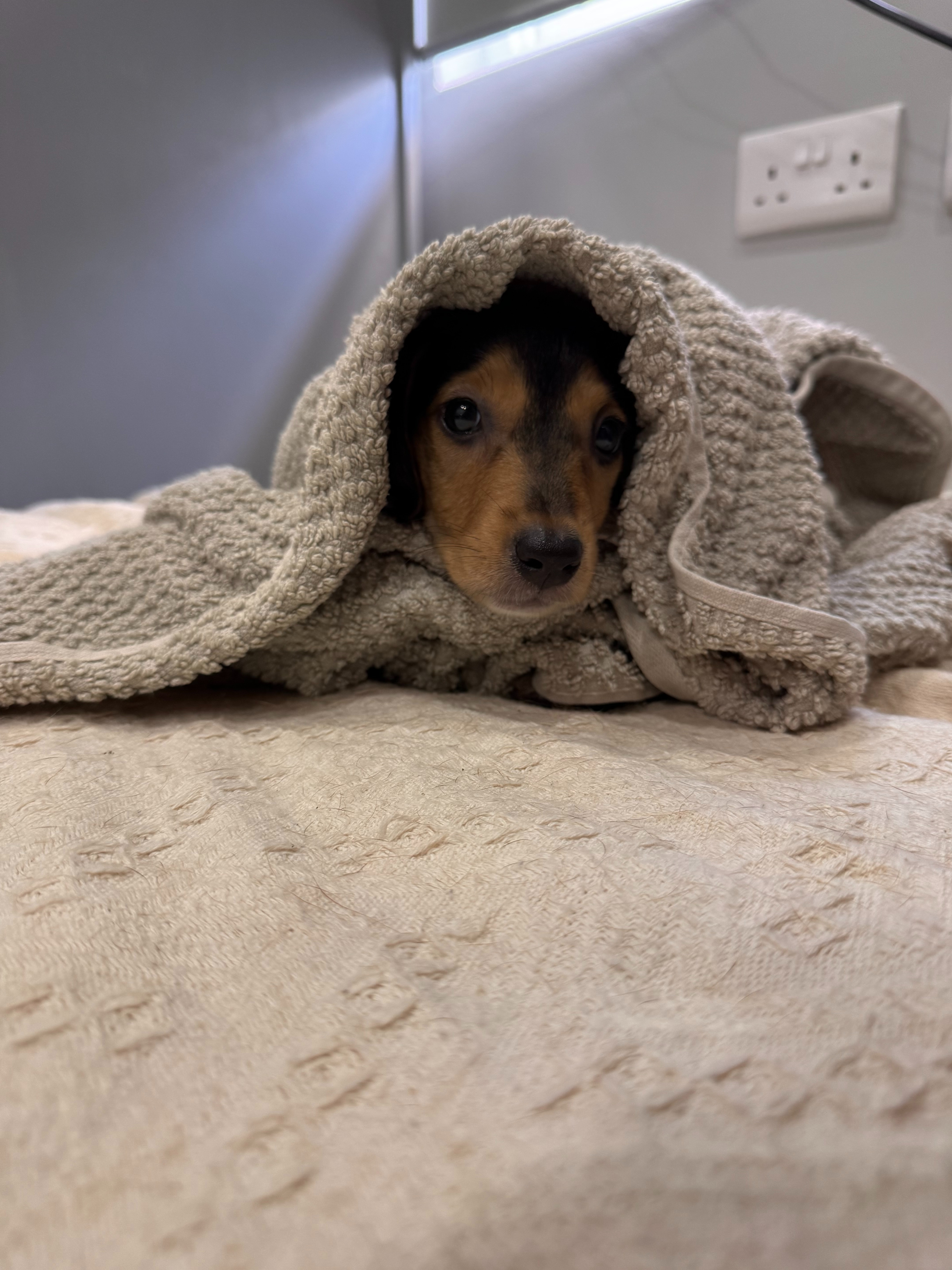 Save Lucky's Leg: Urgent Surgery Needed campaign photo, 5 of 8