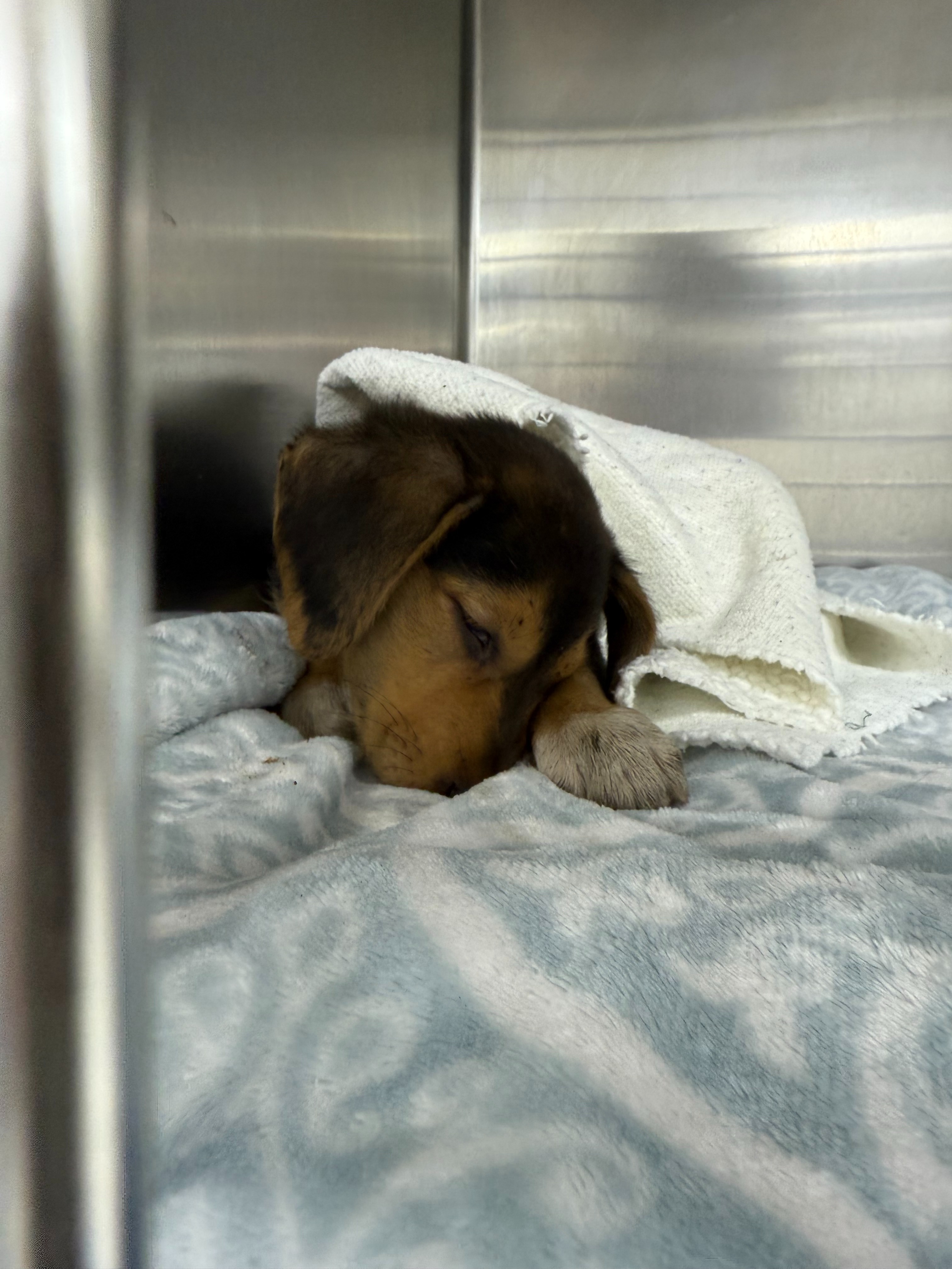 Save Lucky's Leg: Urgent Surgery Needed campaign photo, 6 of 8