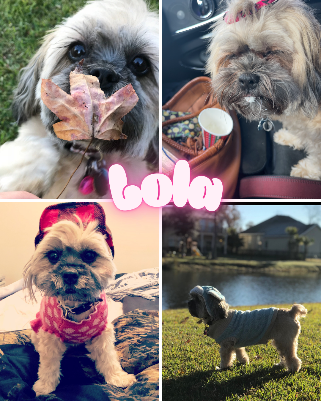 Give Lola a Chance to Heal campaign photo, 5 of 8