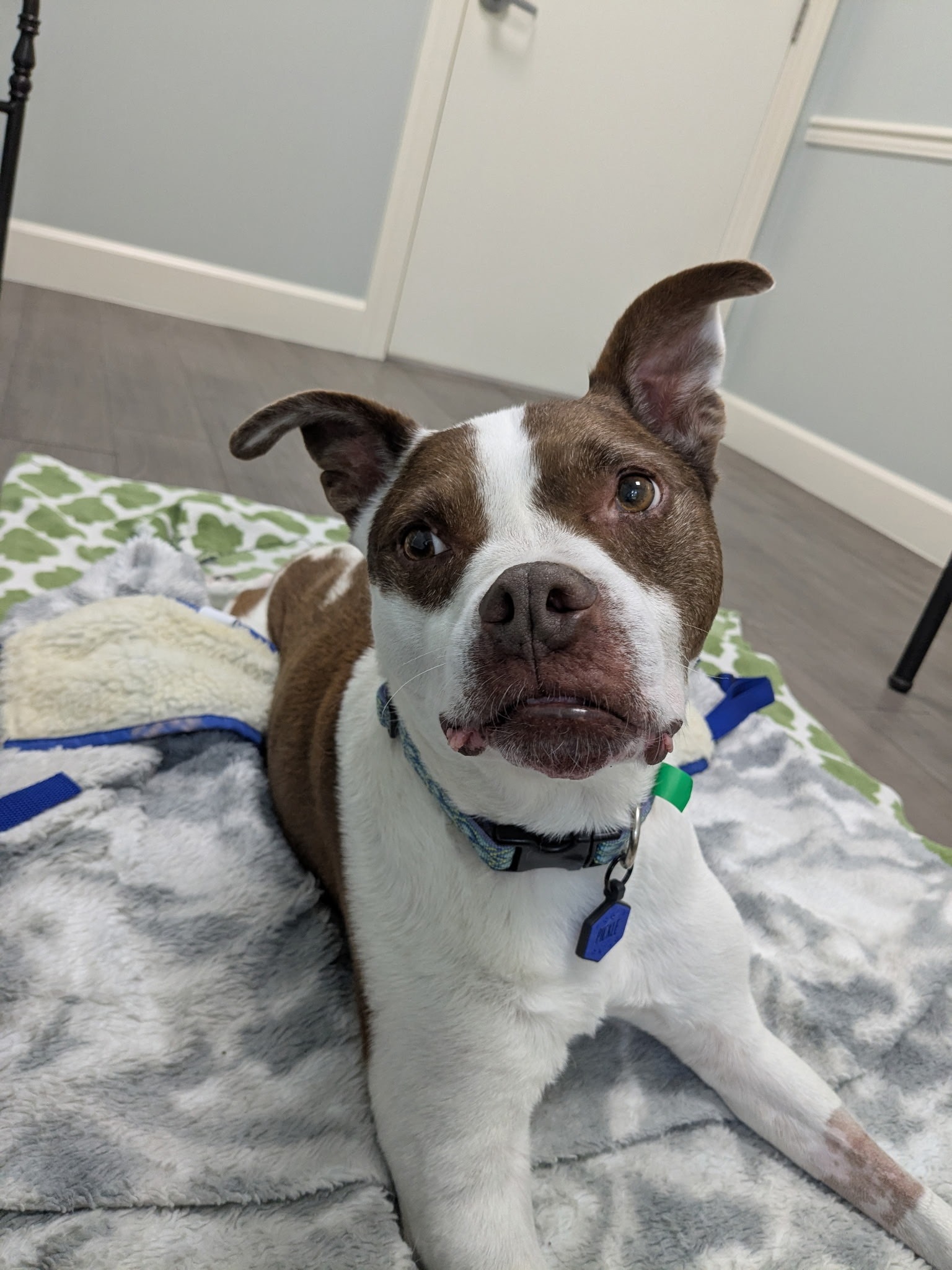 Help Nikki Care for Sweet Pickle campaign photo, 5 of 5