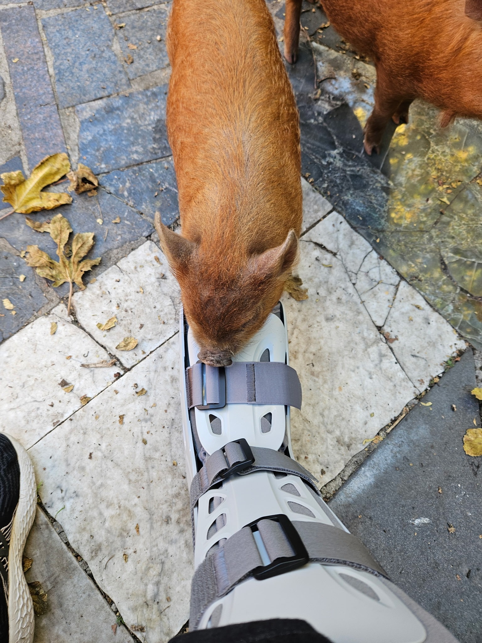 Help Eva Heal After a Serious Injury campaign photo, 6 of 7