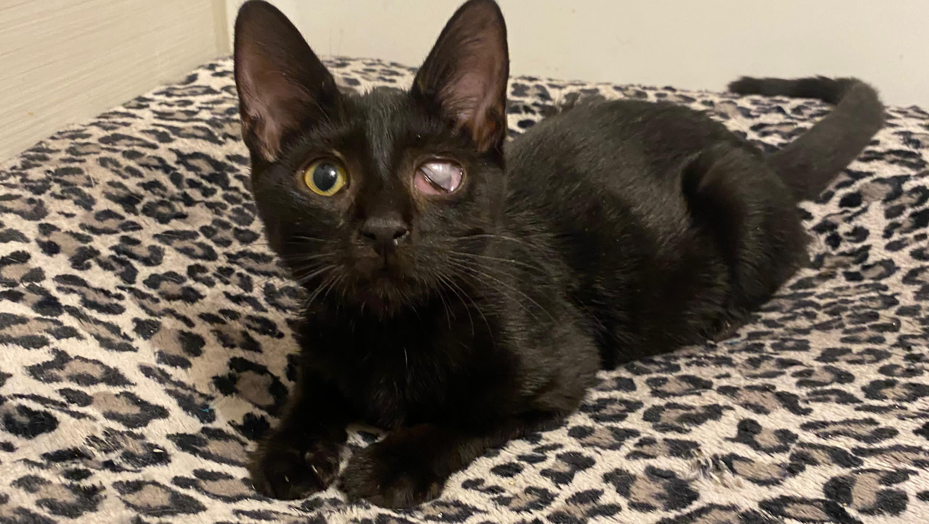 Help Save Furvana Cat Rescue photo