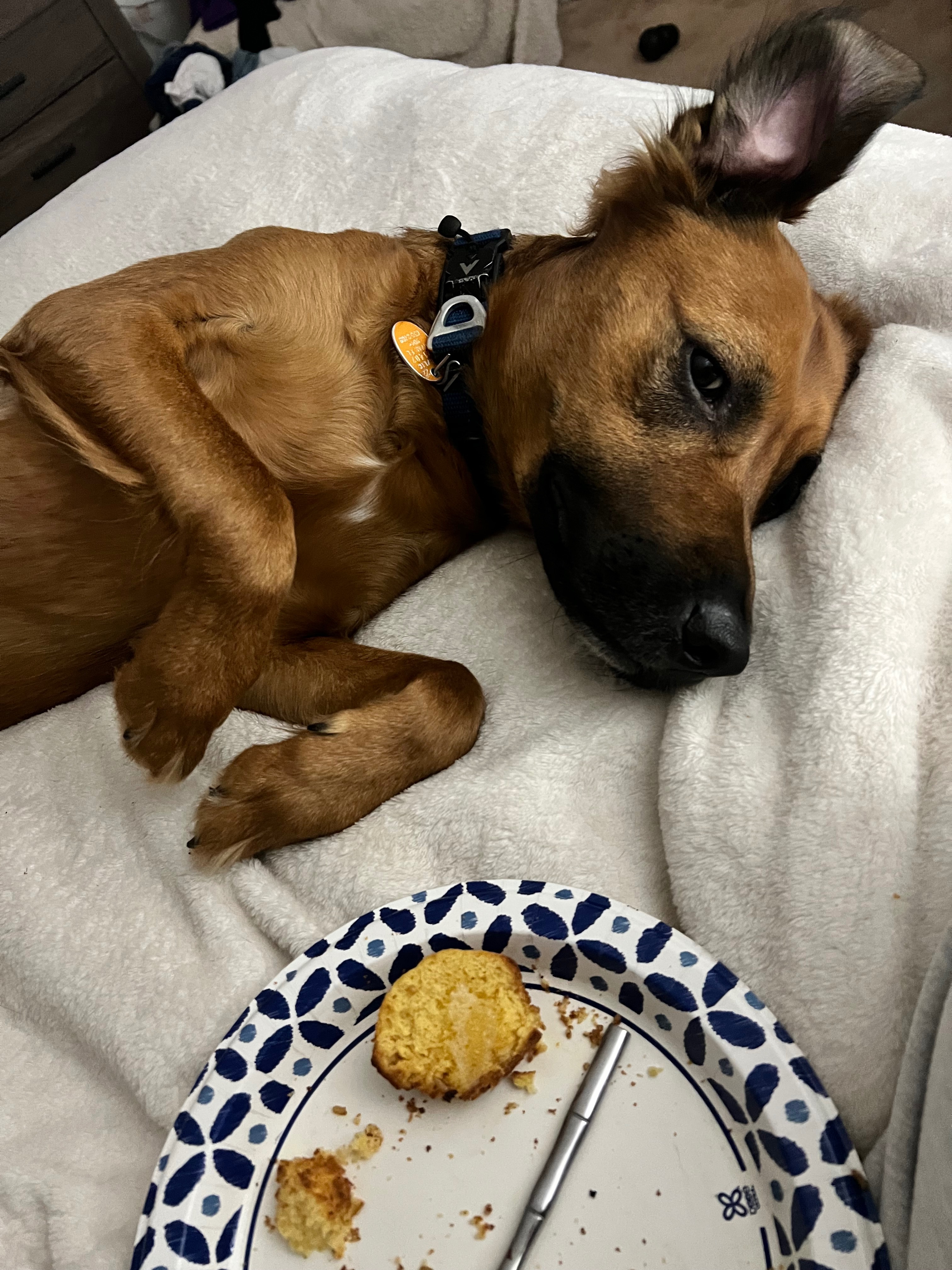 Tuukka’s Tumor Removal campaign photo, 6 of 7