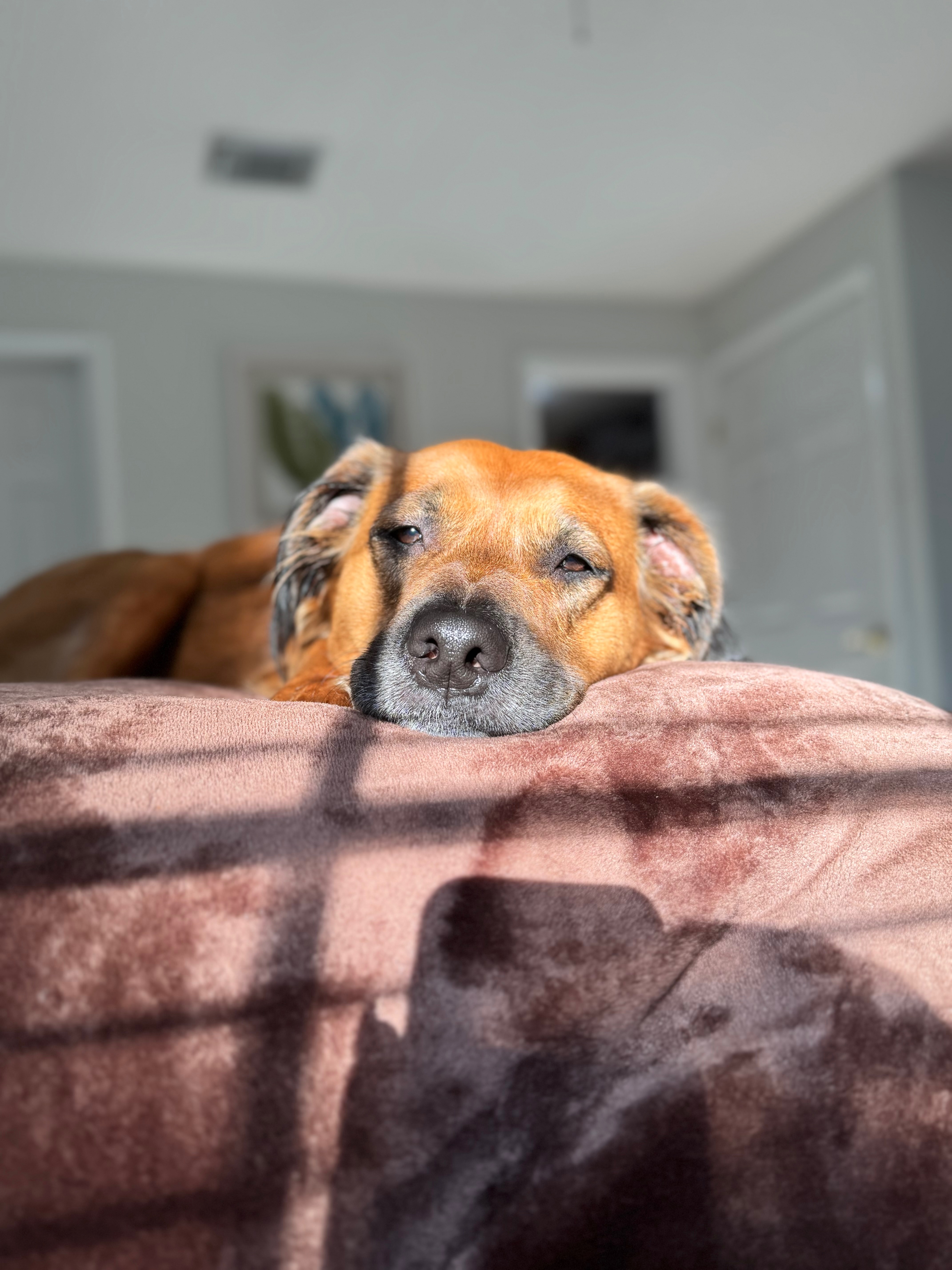 Tuukka’s Tumor Removal campaign photo, 2 of 7