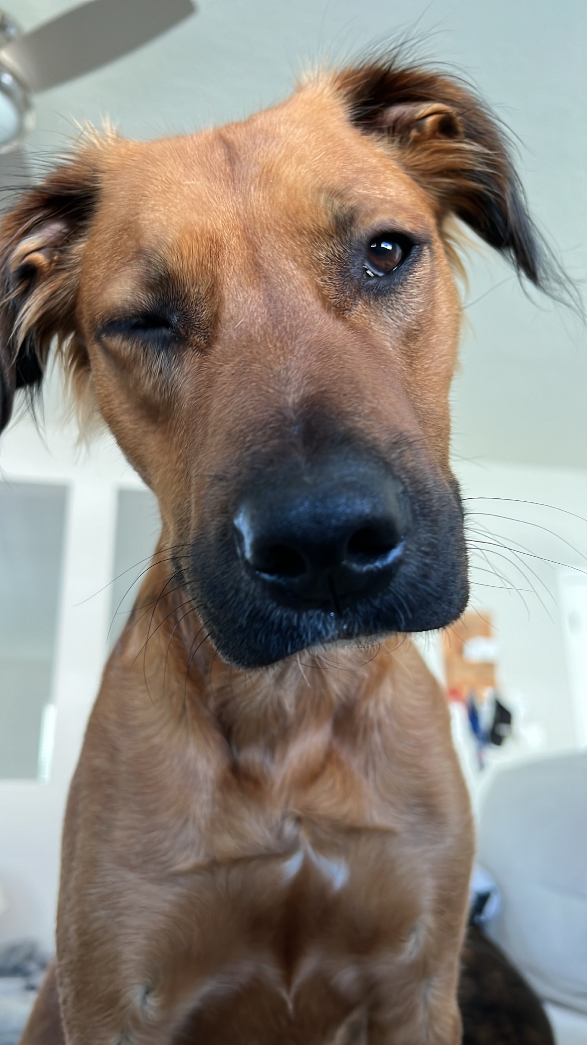 Tuukka’s Tumor Removal campaign photo, 4 of 7