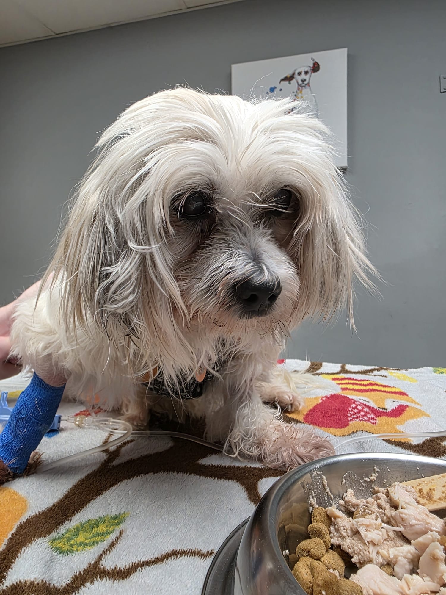 Help Save Loli’s Life – Emergency Medical Care Needed campaign photo, 5 of 6