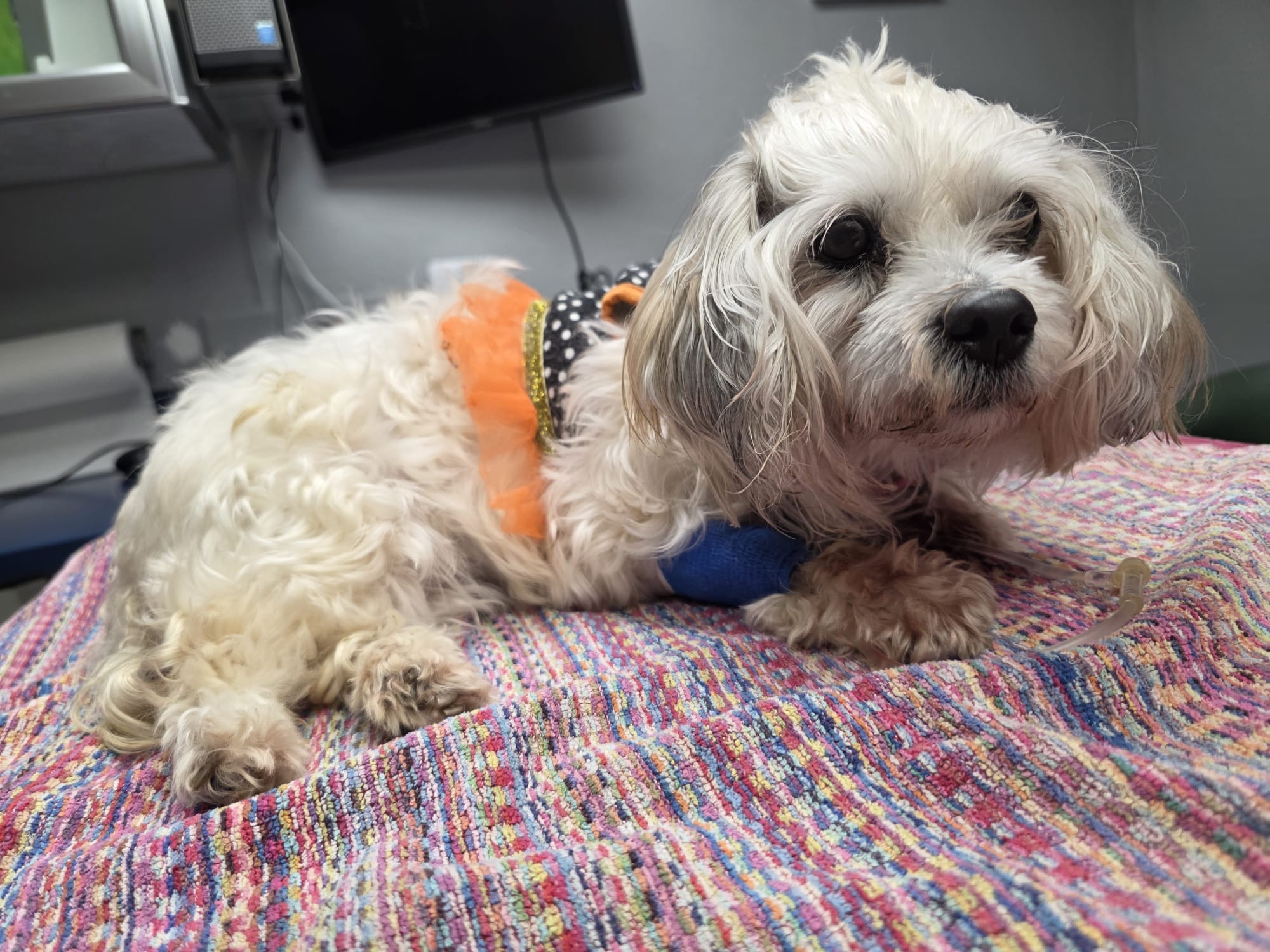 Help Save Loli’s Life – Emergency Medical Care Needed campaign photo, 2 of 6