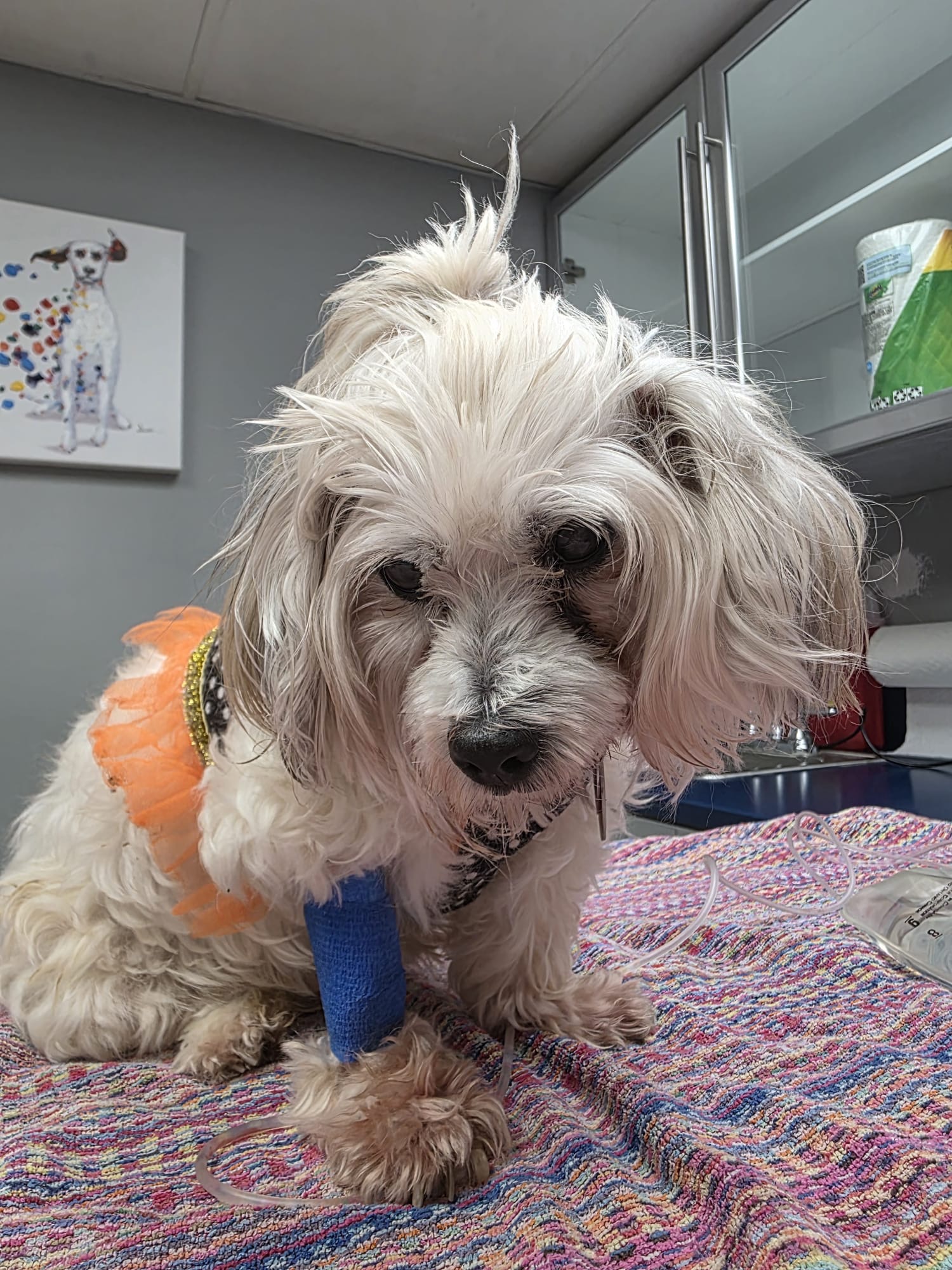 Help Save Loli’s Life – Emergency Medical Care Needed campaign photo, 4 of 6