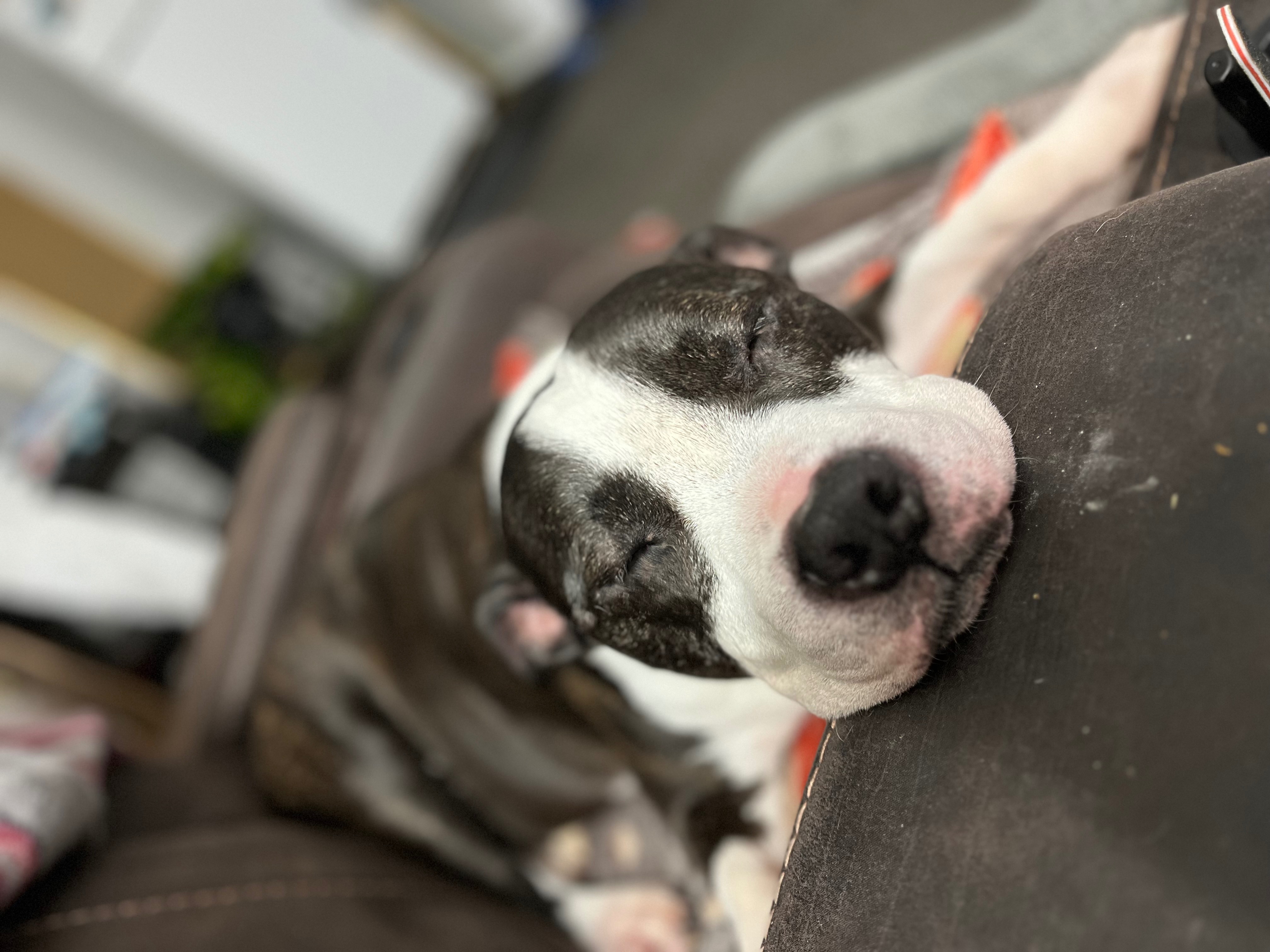 Help Jasper Get the Care He Needs campaign photo, 2 of 8