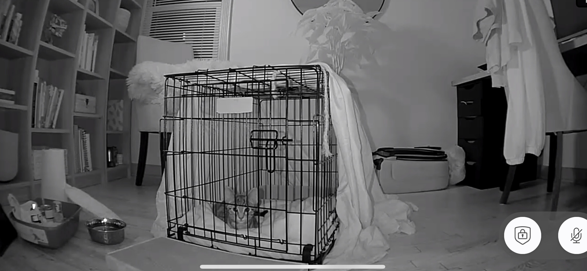 Dumped Kitten in Need of Care campaign photo, 6 of 7