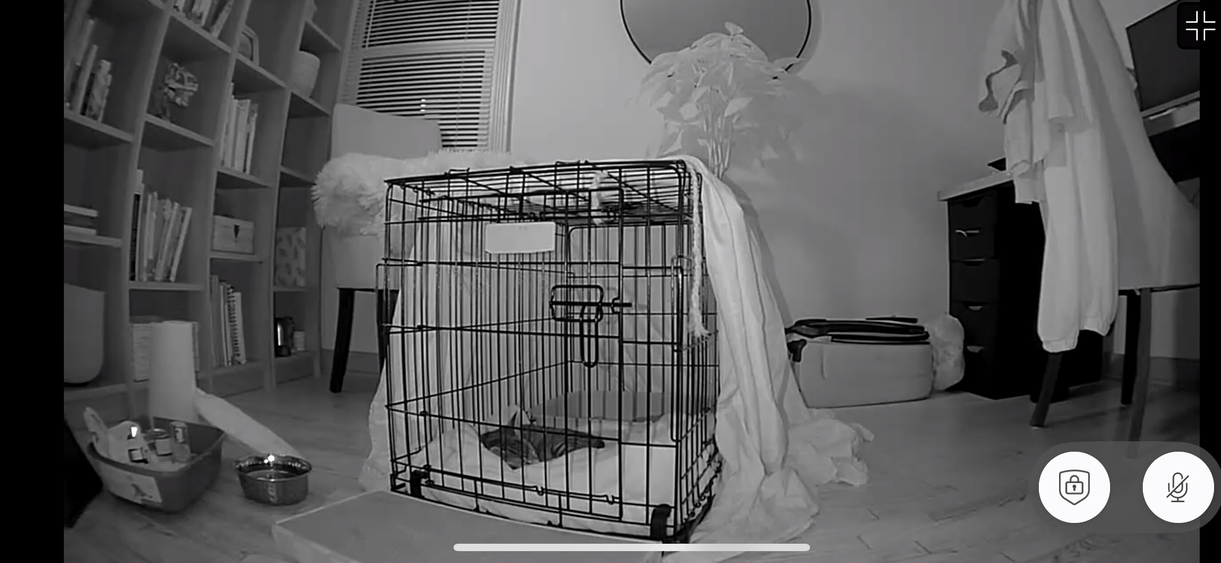 Dumped Kitten in Need of Care campaign photo, 2 of 7