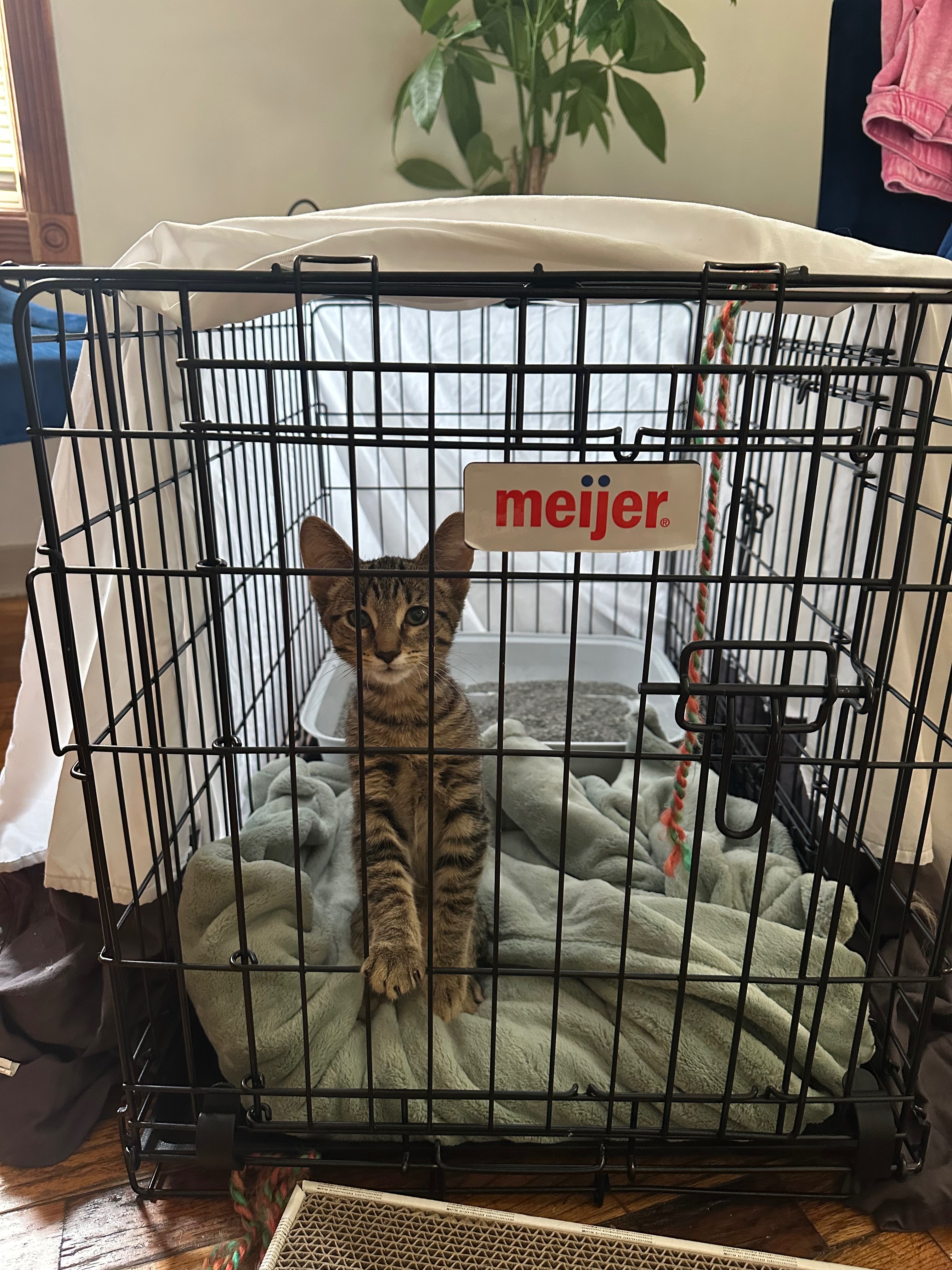 Dumped Kitten in Need of Care campaign photo, 4 of 7