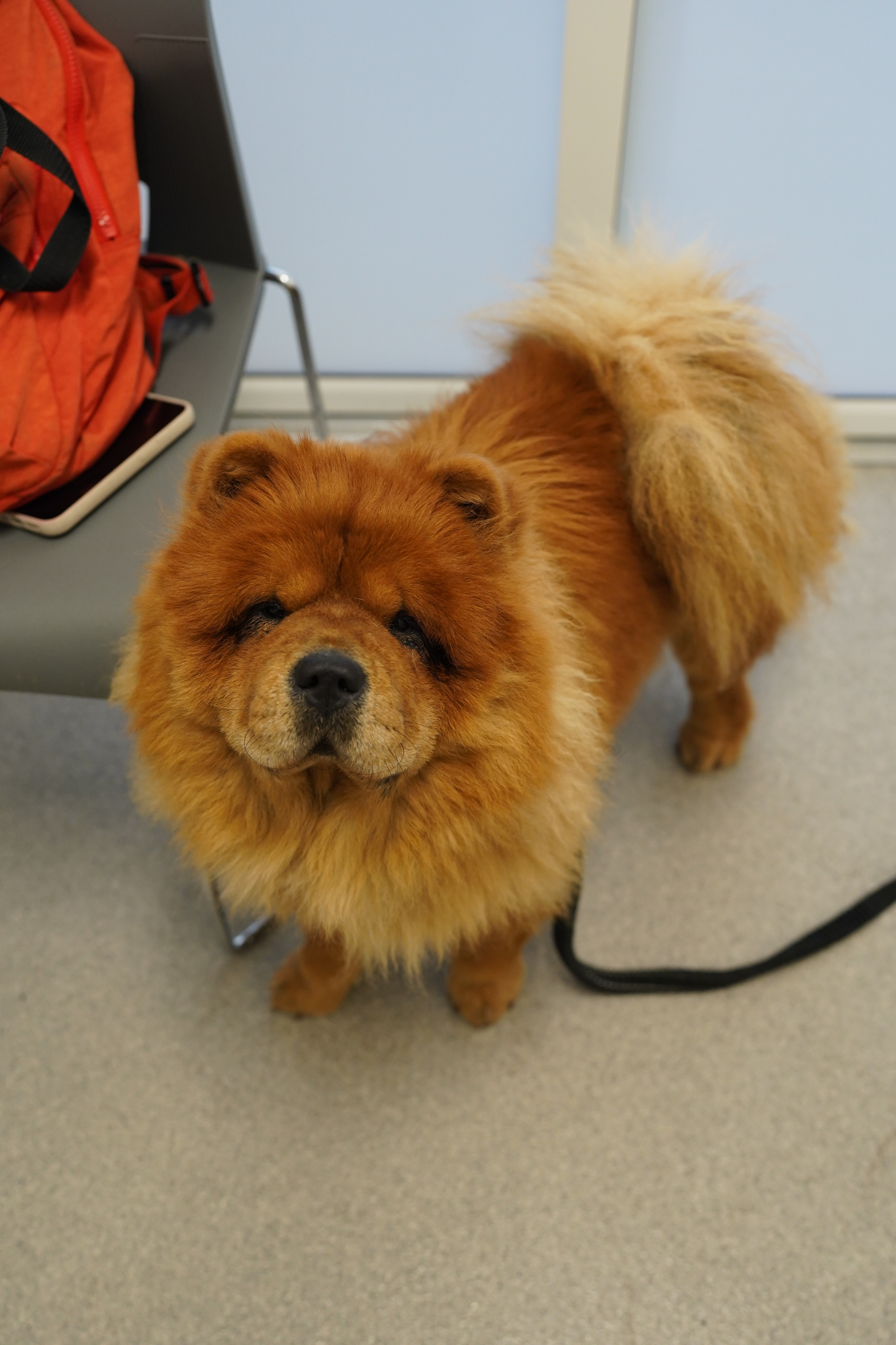 Help Bella the Chow Chow Get the Care She Deserves campaign photo, 4 of 4