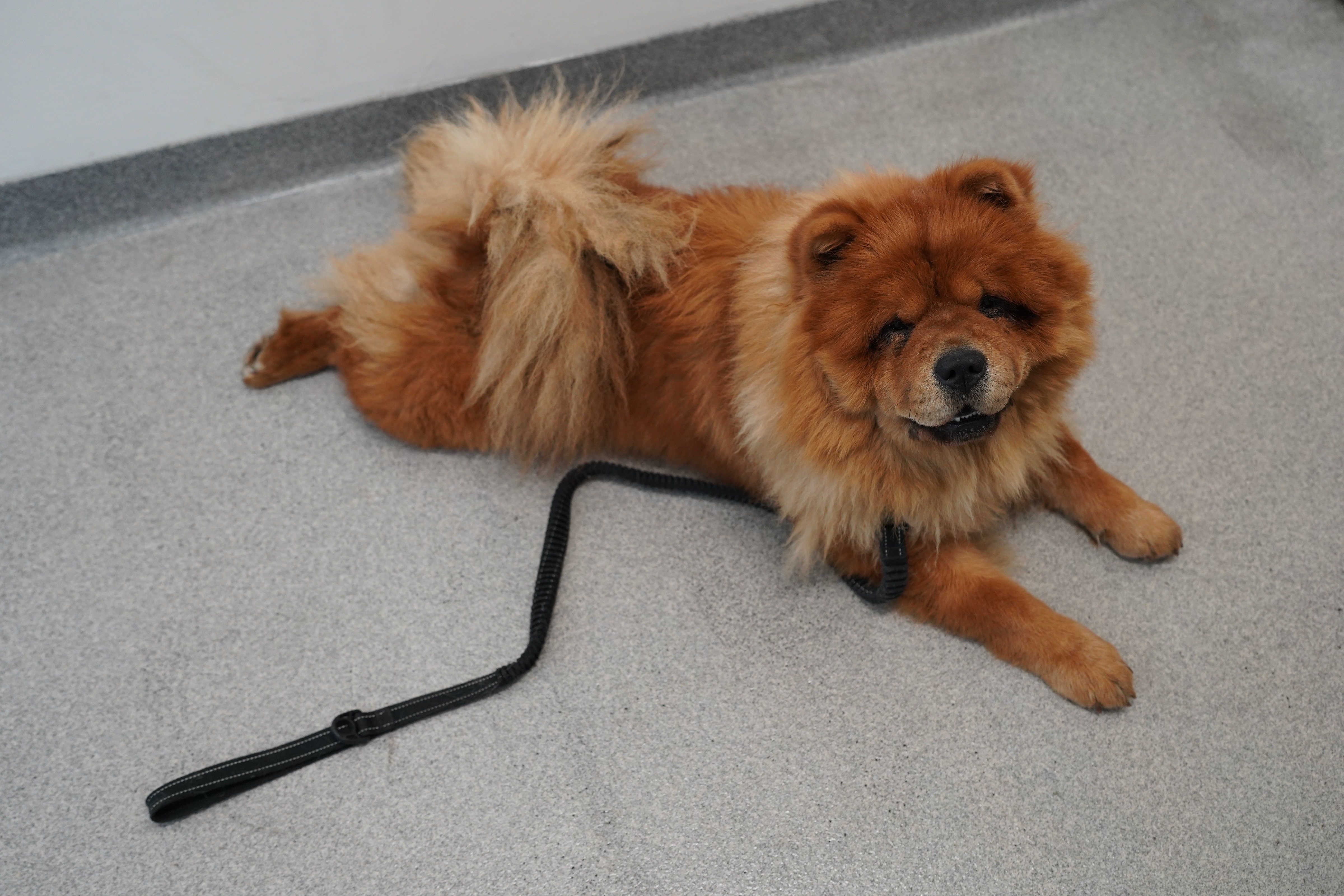 Help Bella the Chow Chow Get the Care She Deserves campaign photo, 2 of 4