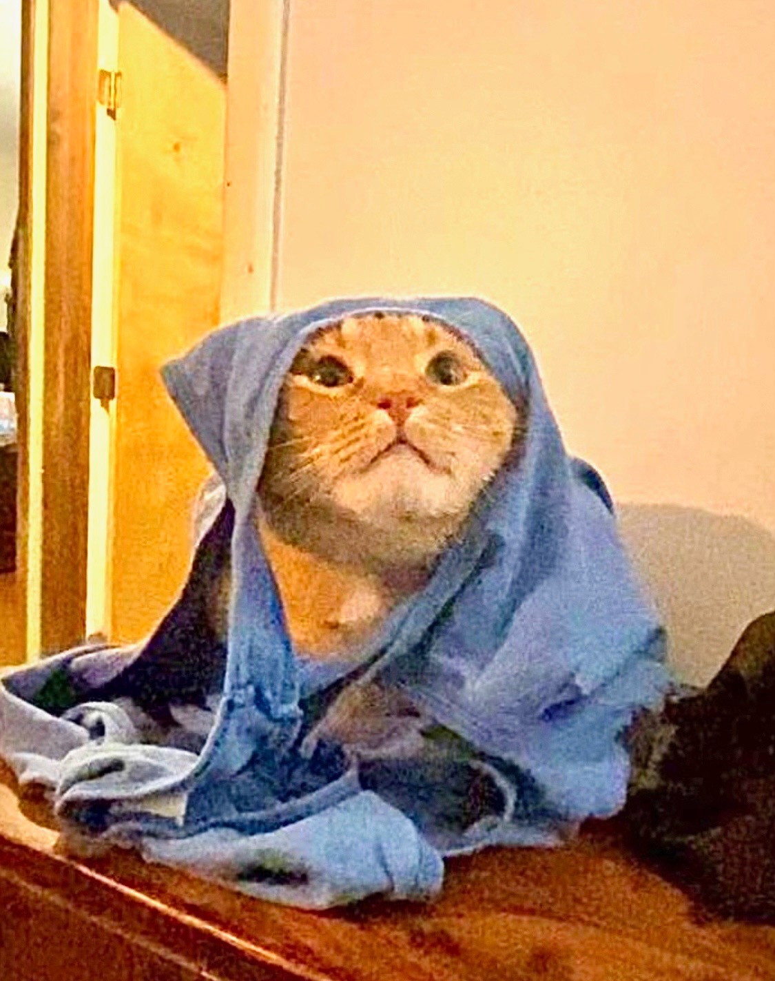 CHONK needs your help! campaign photo, 5 of 6