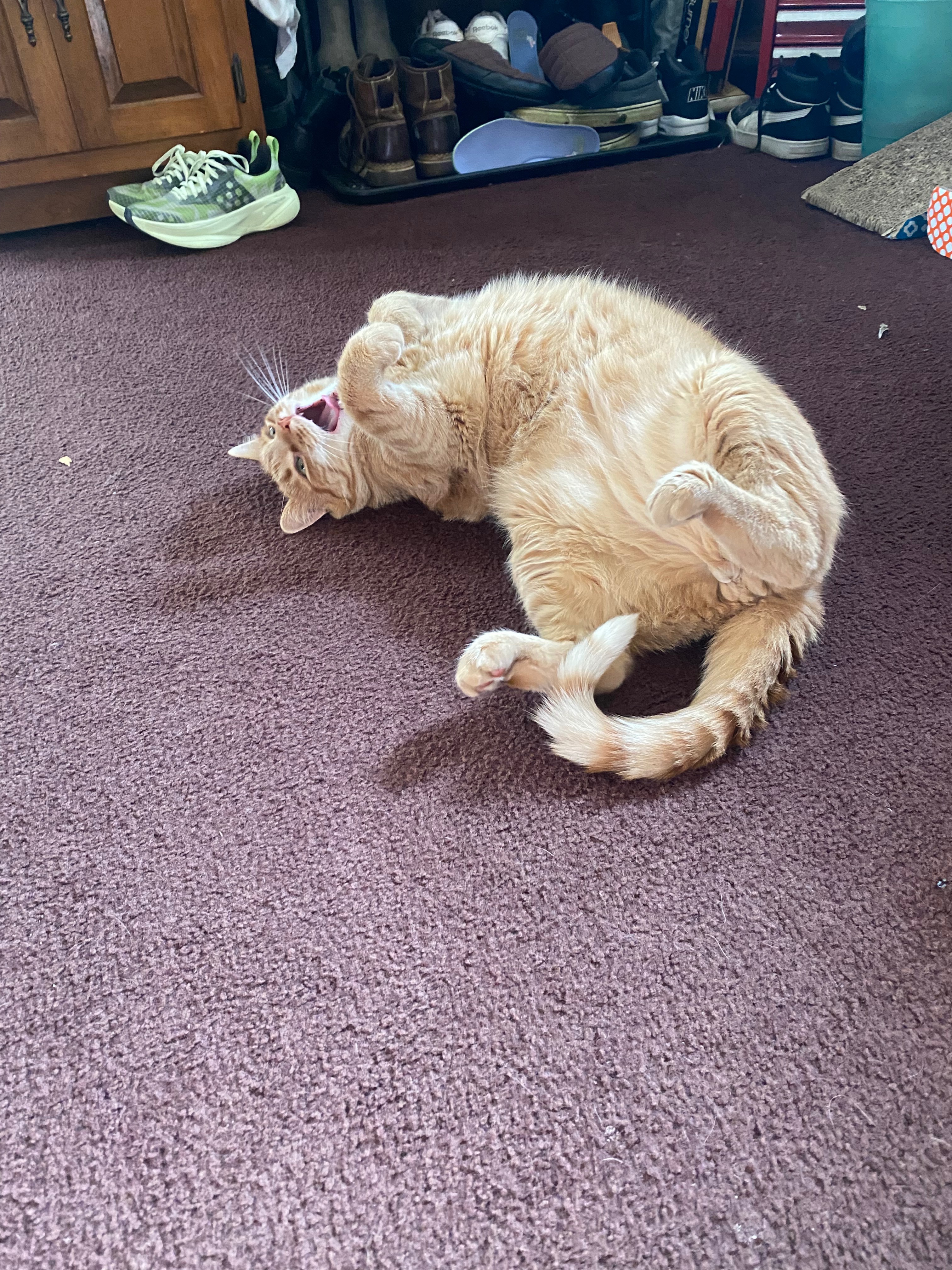 CHONK needs your help! campaign photo, 2 of 6