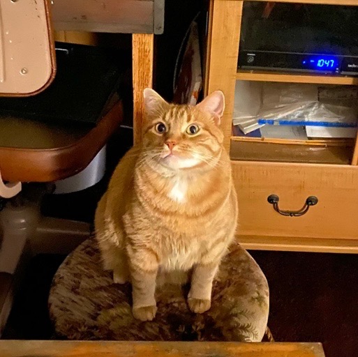 CHONK needs your help! campaign photo, 4 of 6