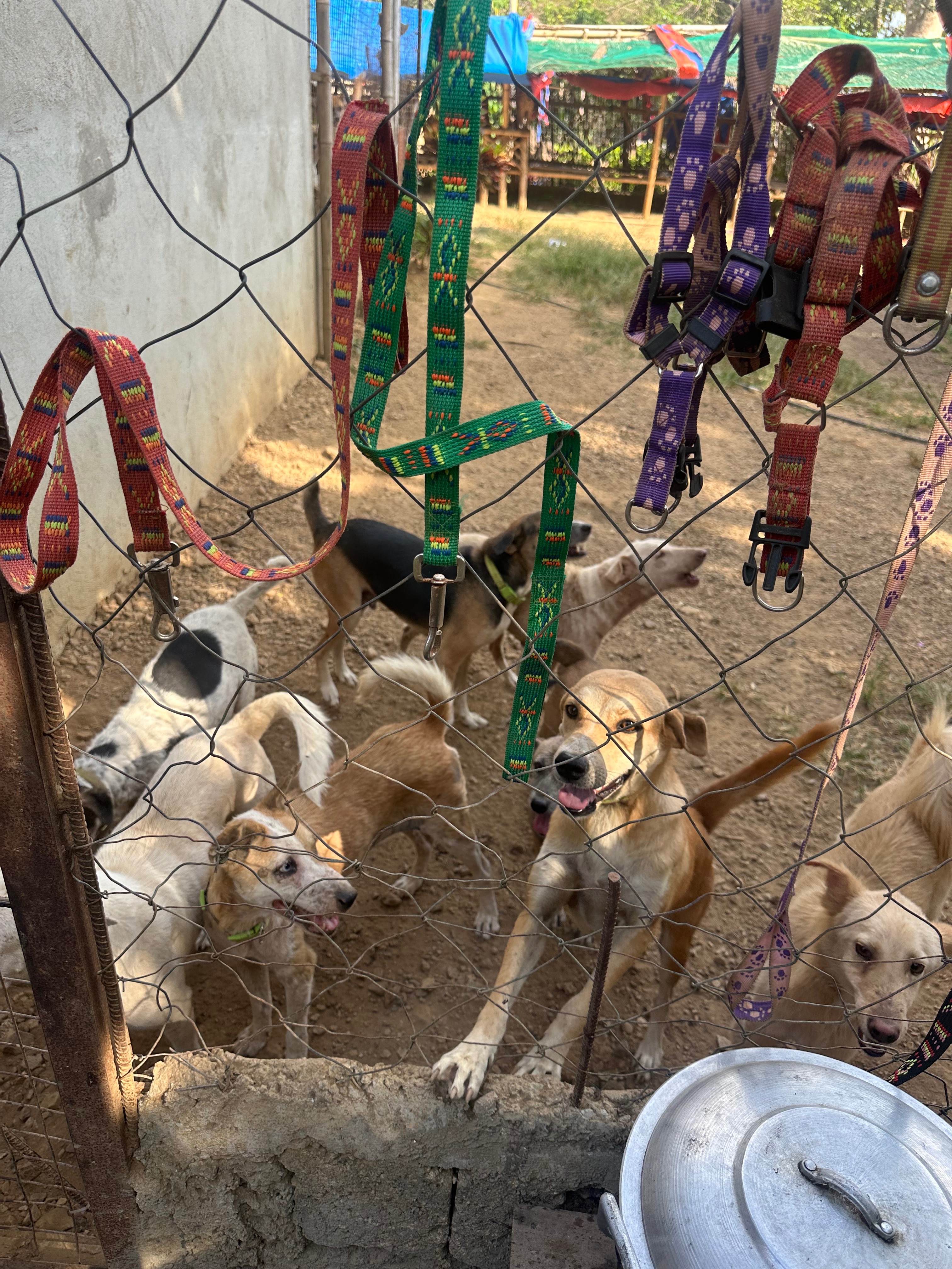 Coron Animal Savers - Philippines campaign photo, 4 of 8