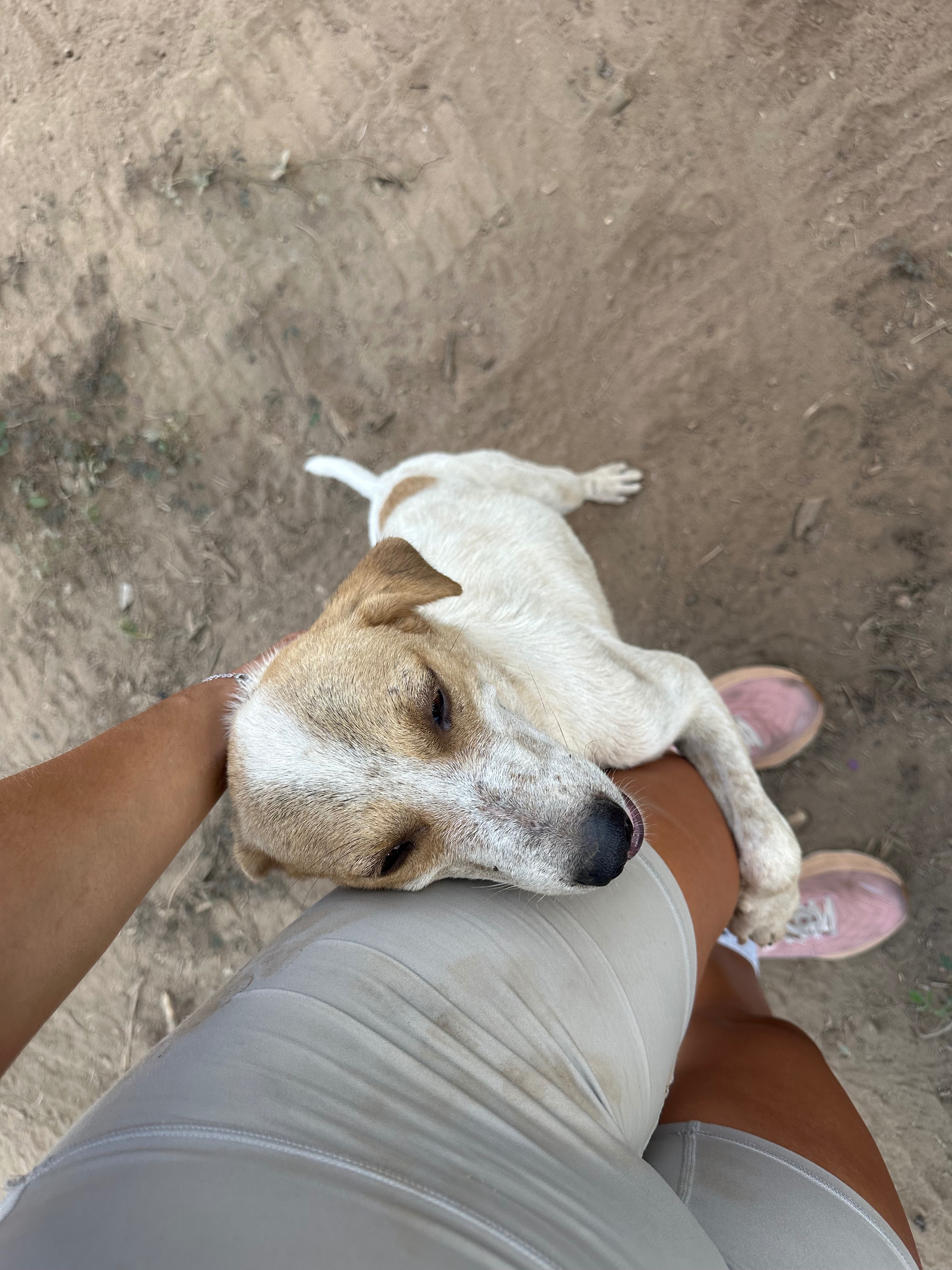 Coron Animal Savers - Philippines campaign photo, 6 of 8
