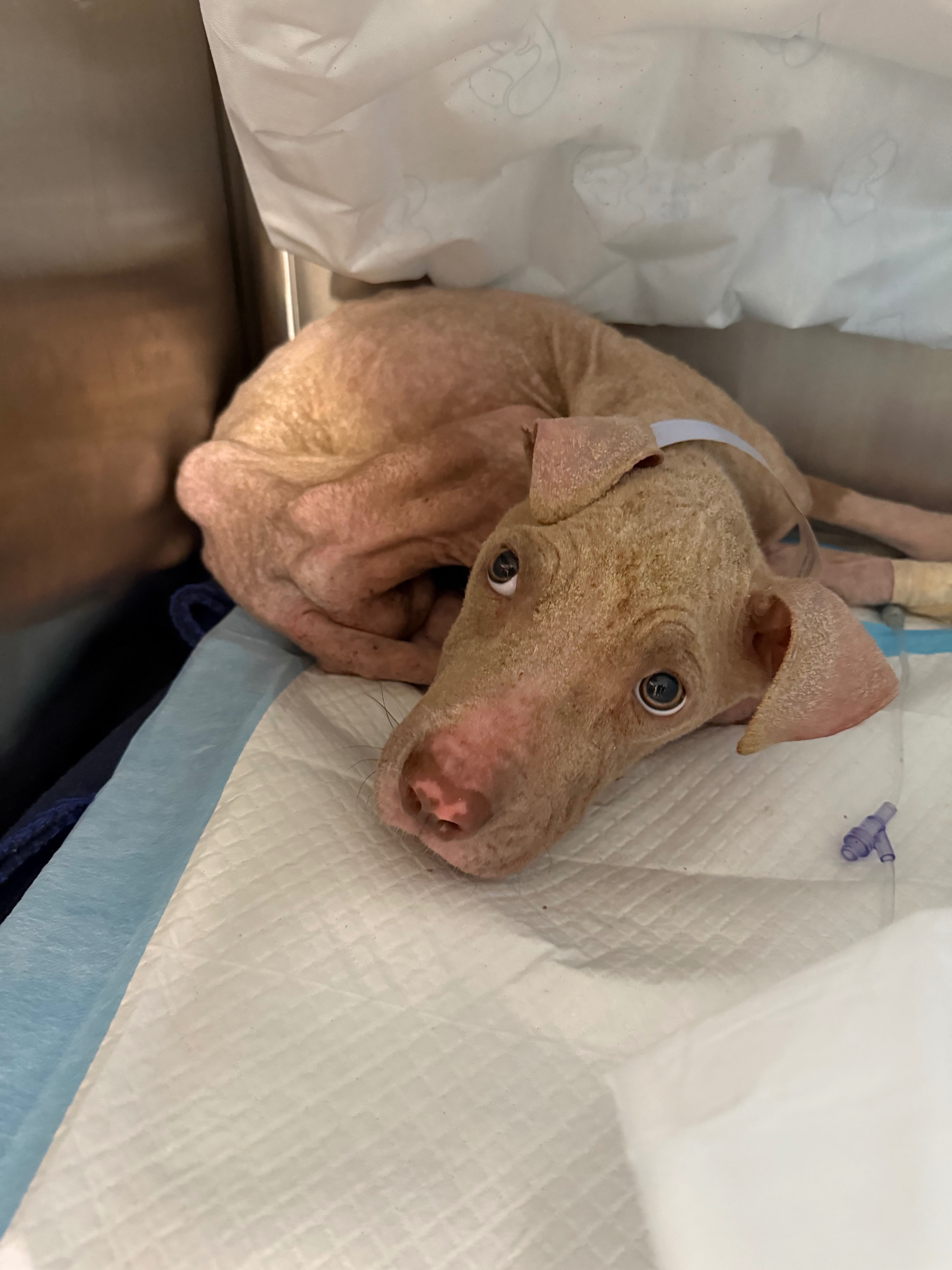 Abused & abandoned dog in need of help campaign photo, 7 of 8