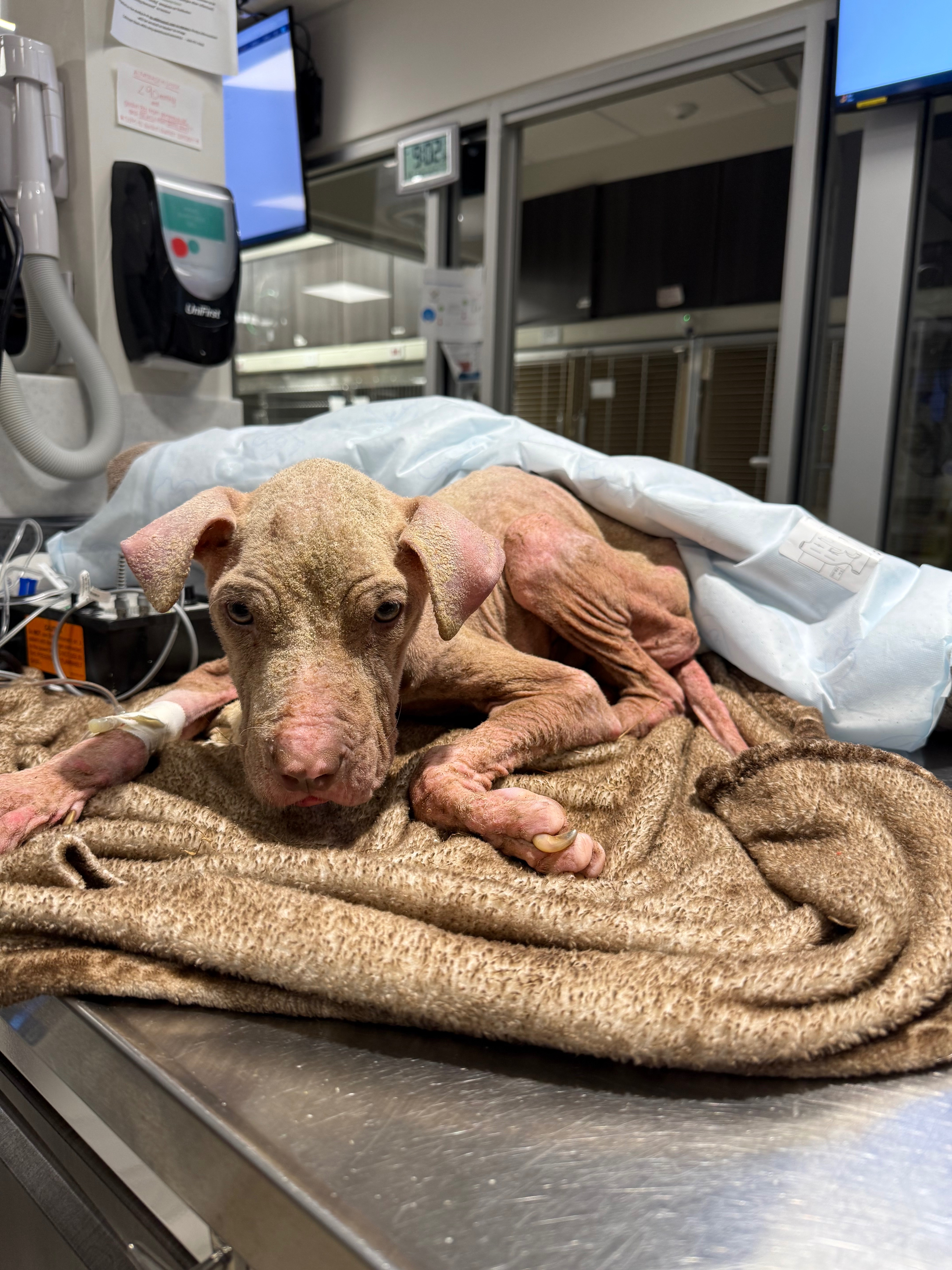Abused & abandoned dog in need of help campaign photo, 2 of 8