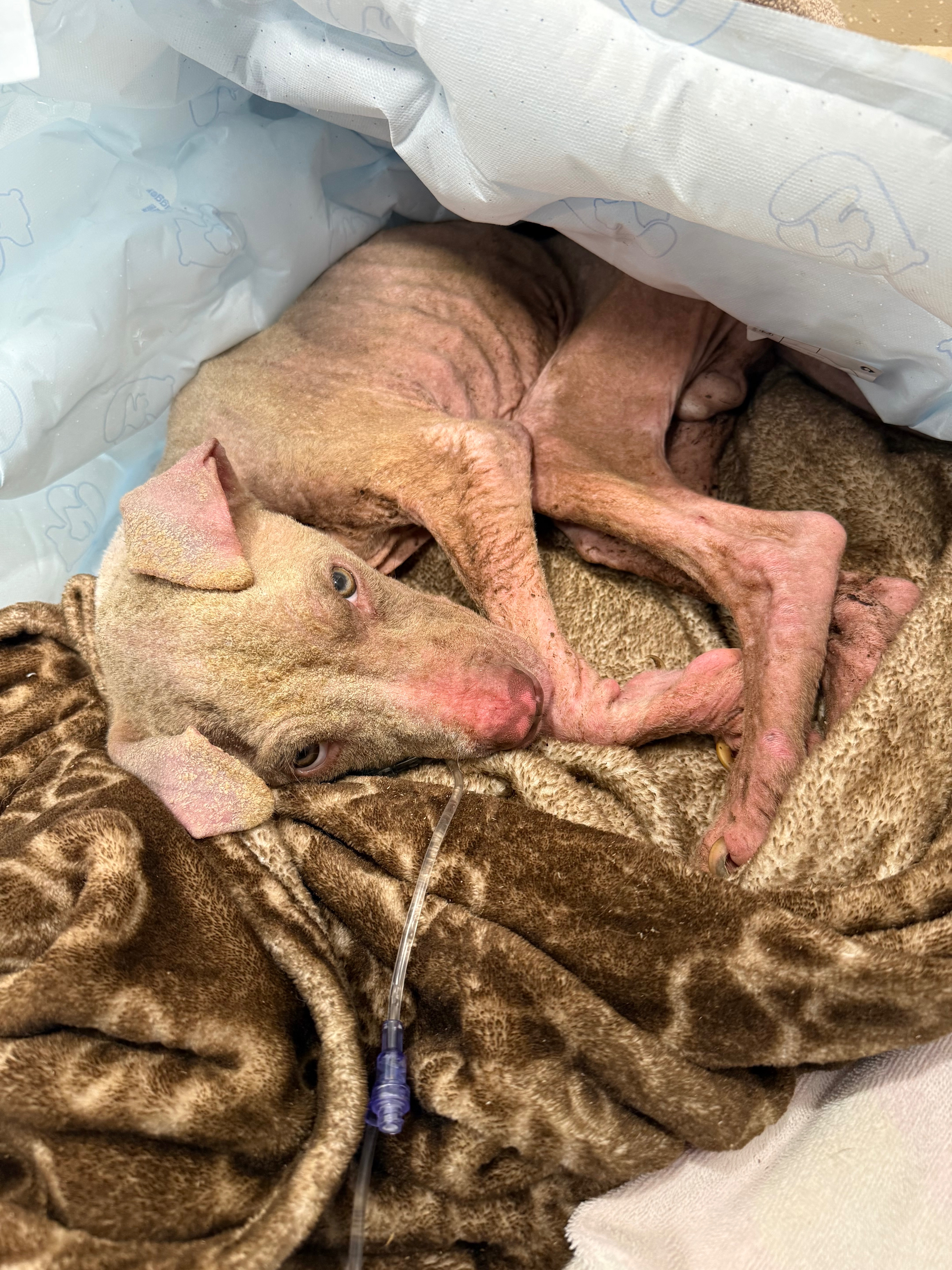 Abused & abandoned dog in need of help campaign photo, 4 of 8
