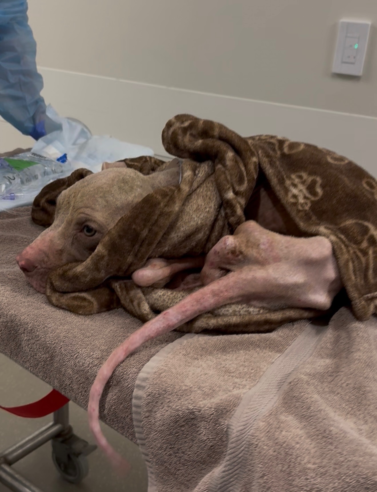 Abused & abandoned dog in need of help campaign photo, 5 of 8