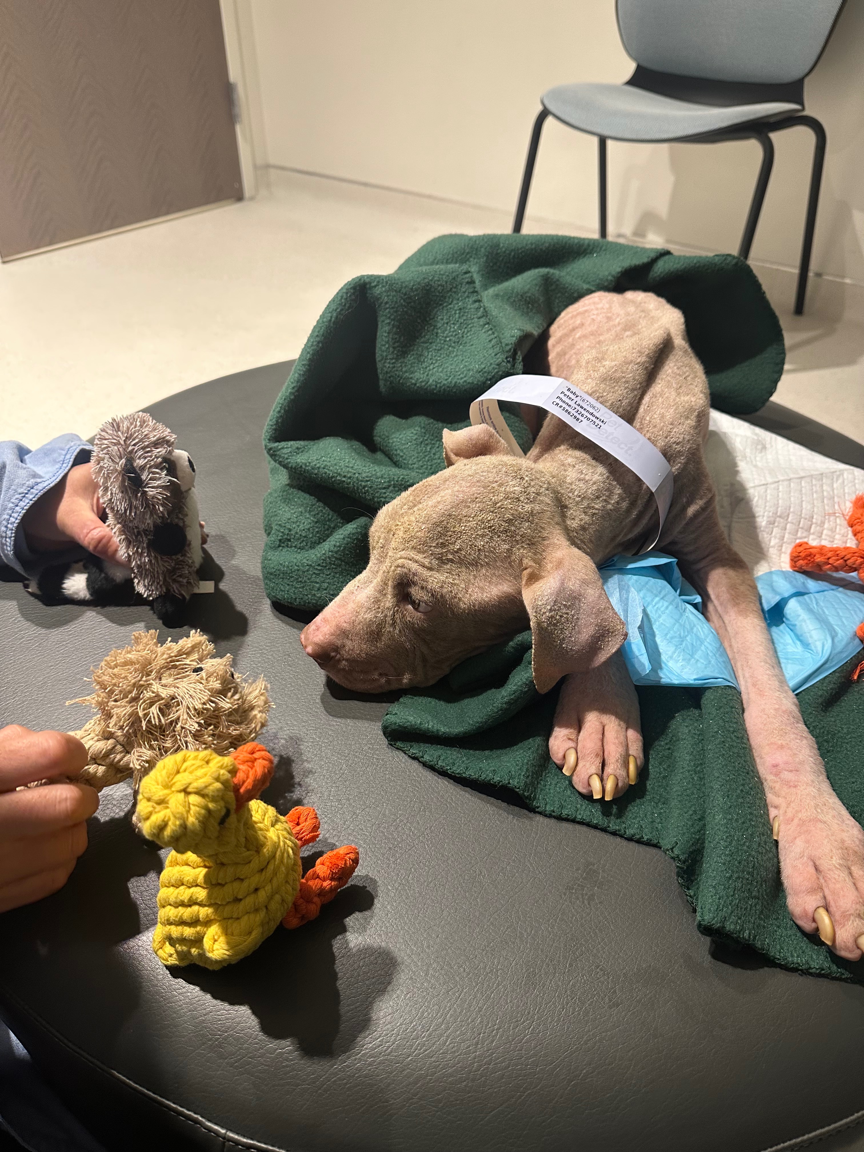 Abused & abandoned dog in need of help campaign photo, 6 of 8