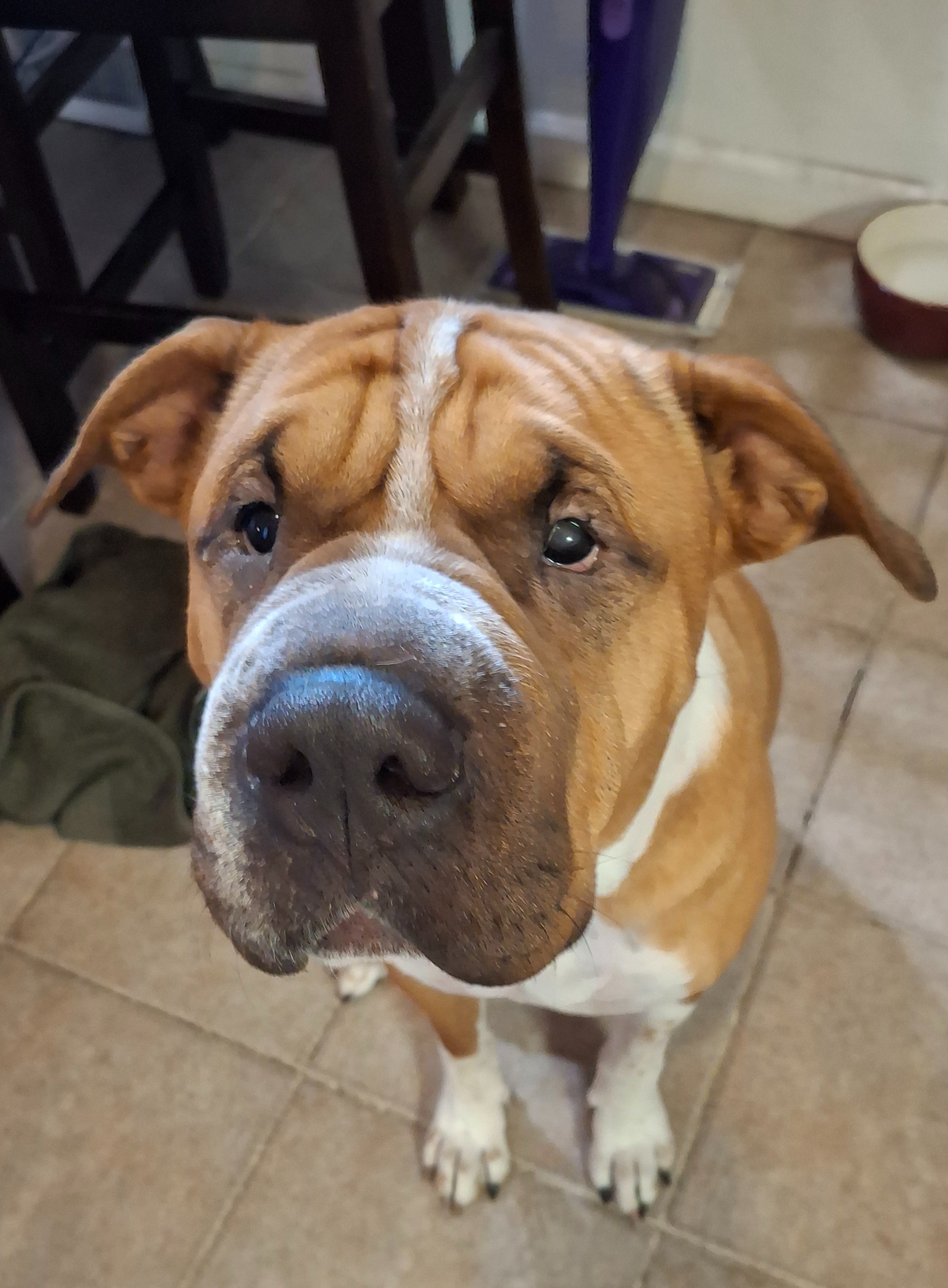 Tank Needs Eye Surgery To Stop From Going Blind. ❤️ campaign photo, 2 of 4