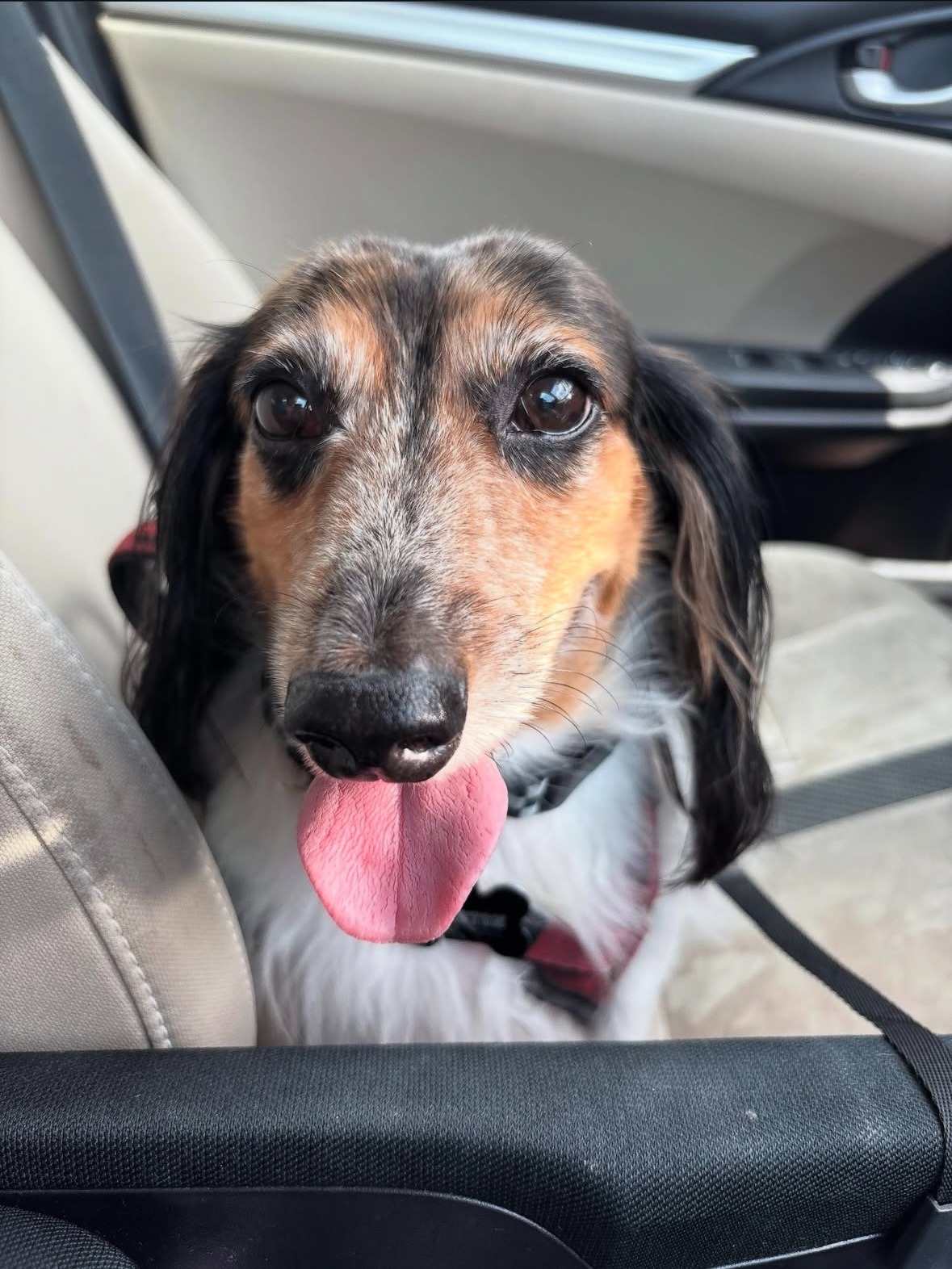 Help Winston get back to chasing squirrels (IVDD treatment) campaign photo, 5 of 6