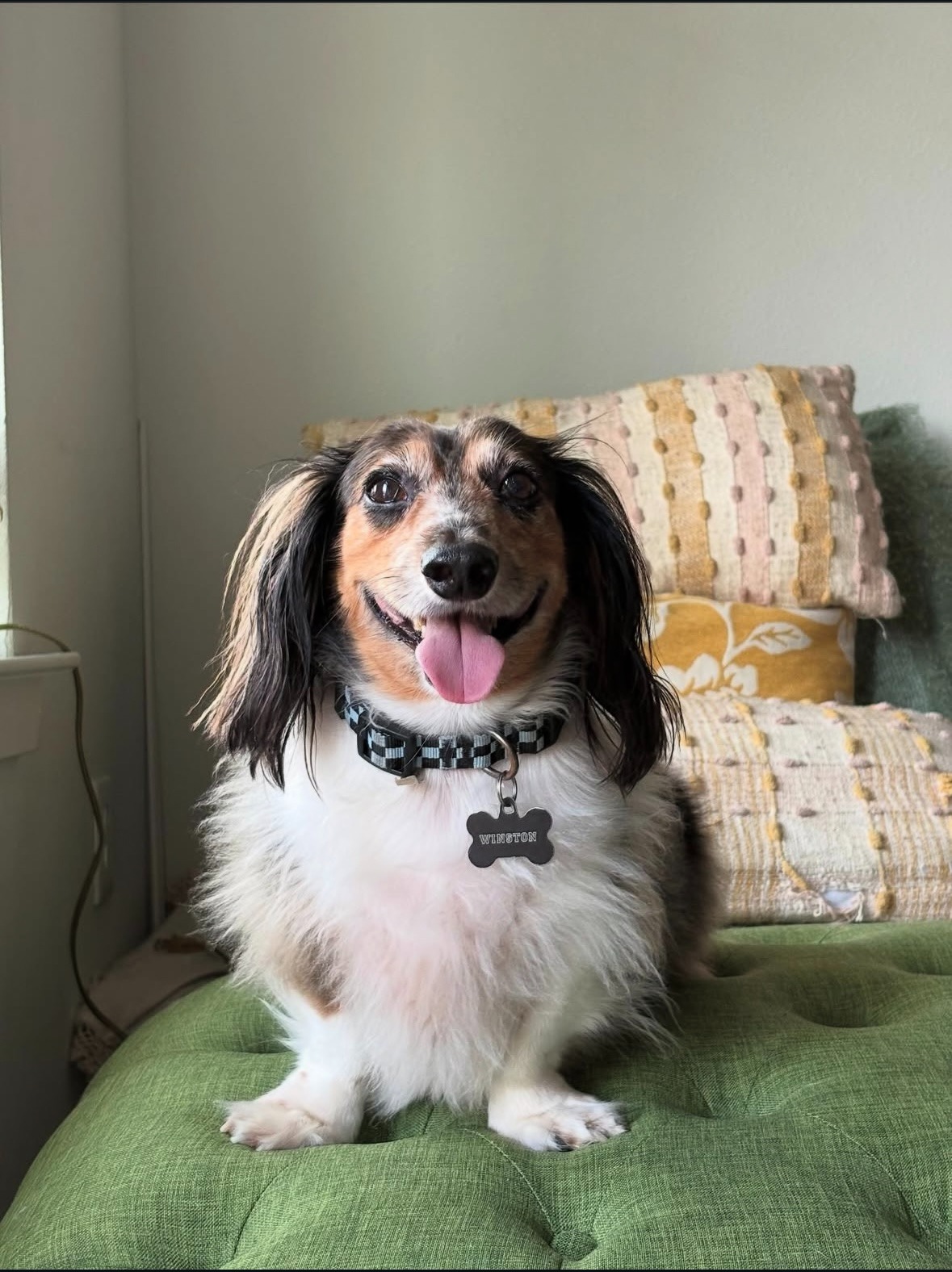 Help Winston get back to chasing squirrels (IVDD treatment) campaign photo, 4 of 6