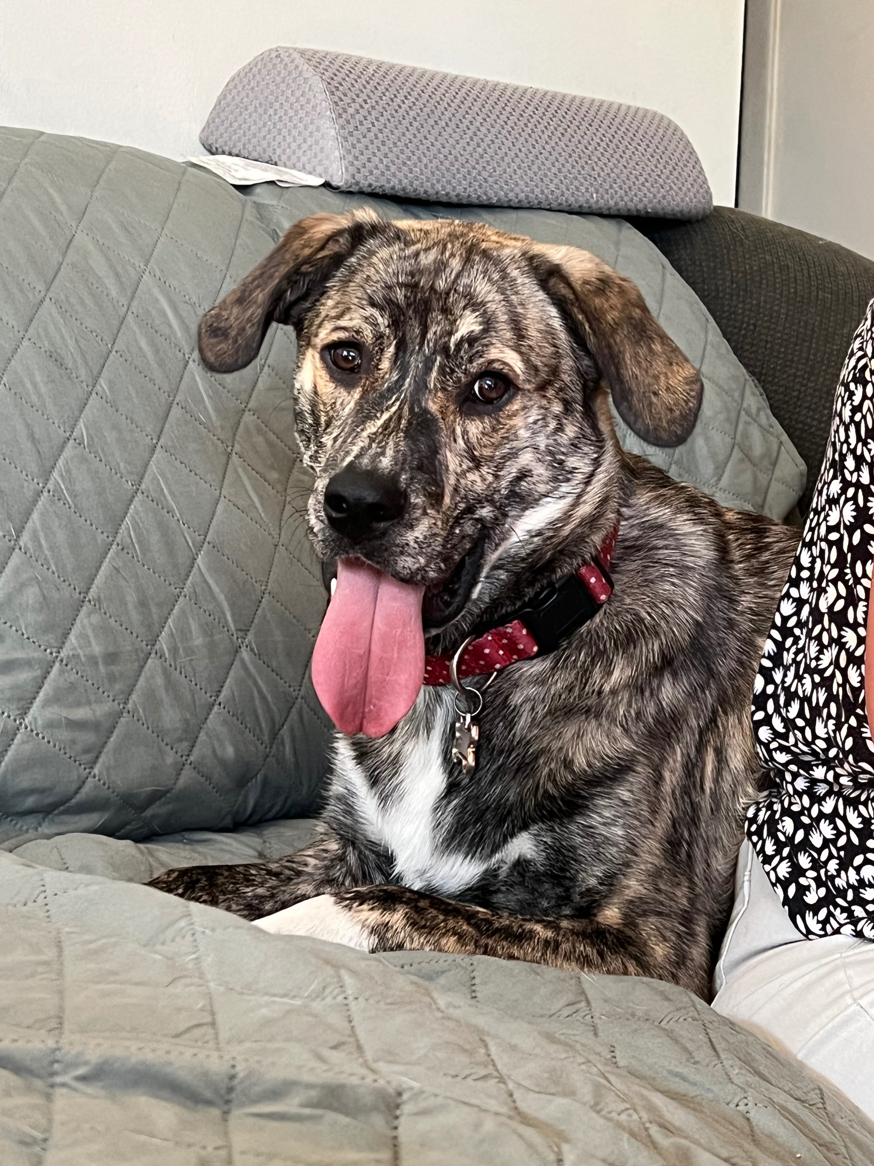 Help Lynn's Dog Get Life-Changing Surgery campaign photo, 7 of 8