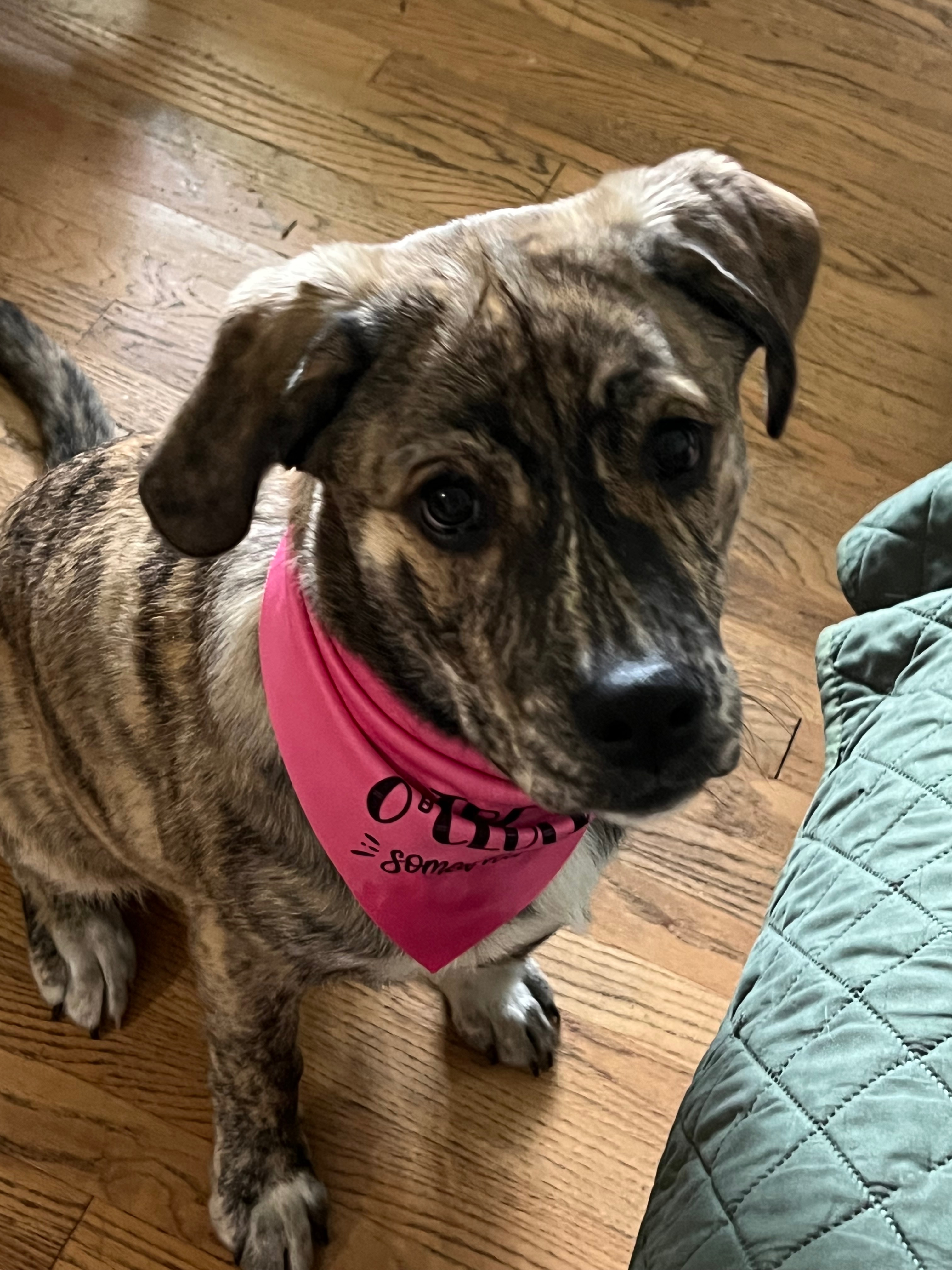 Help Lynn's Dog Get Life-Changing Surgery campaign photo, 5 of 8