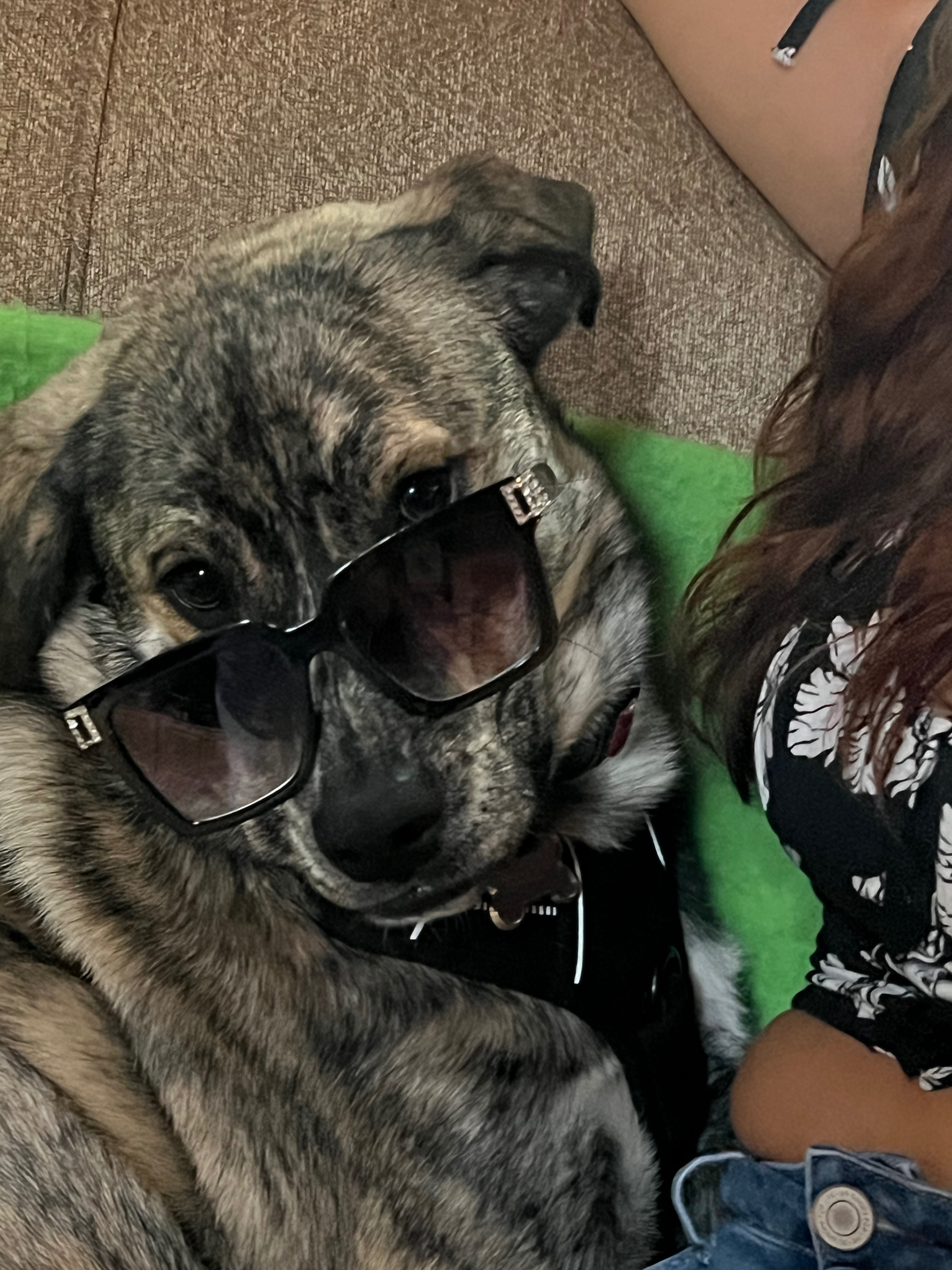 Help Lynn's Dog Get Life-Changing Surgery campaign photo, 6 of 8