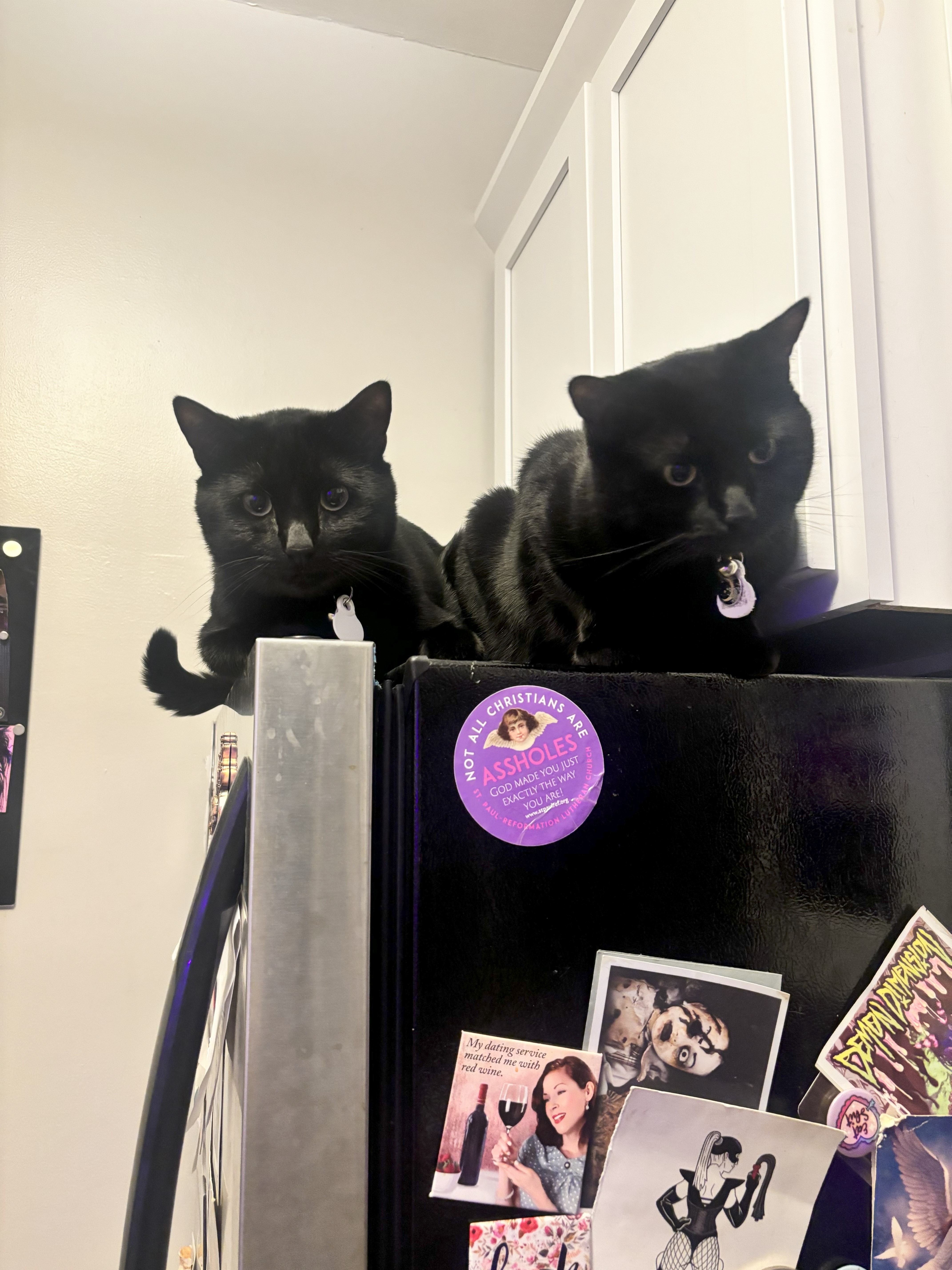 Helping Alexis find new housing for herself and her cats. campaign photo, 5 of 8
