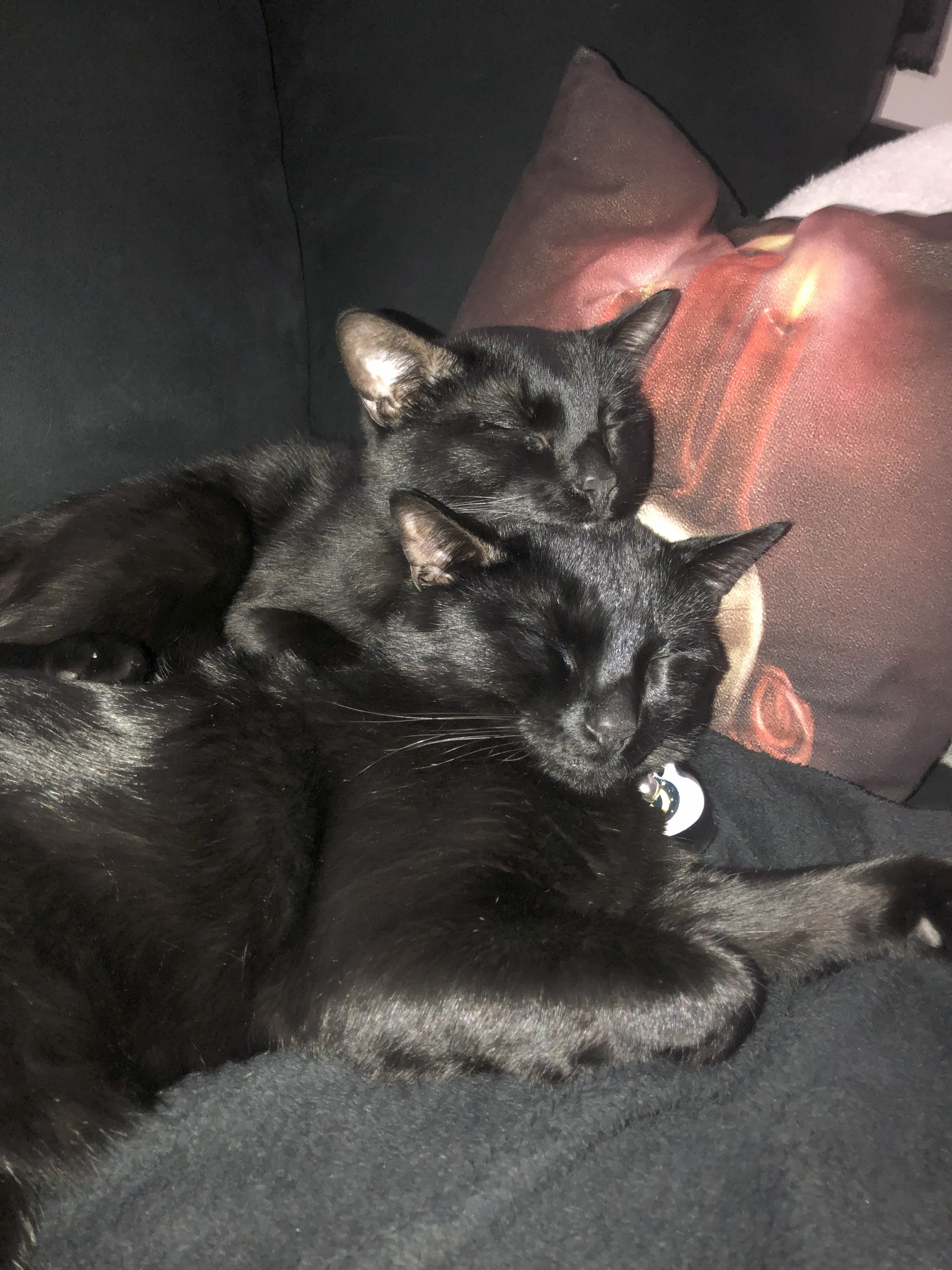 Helping Alexis find new housing for herself and her cats. campaign photo, 6 of 8