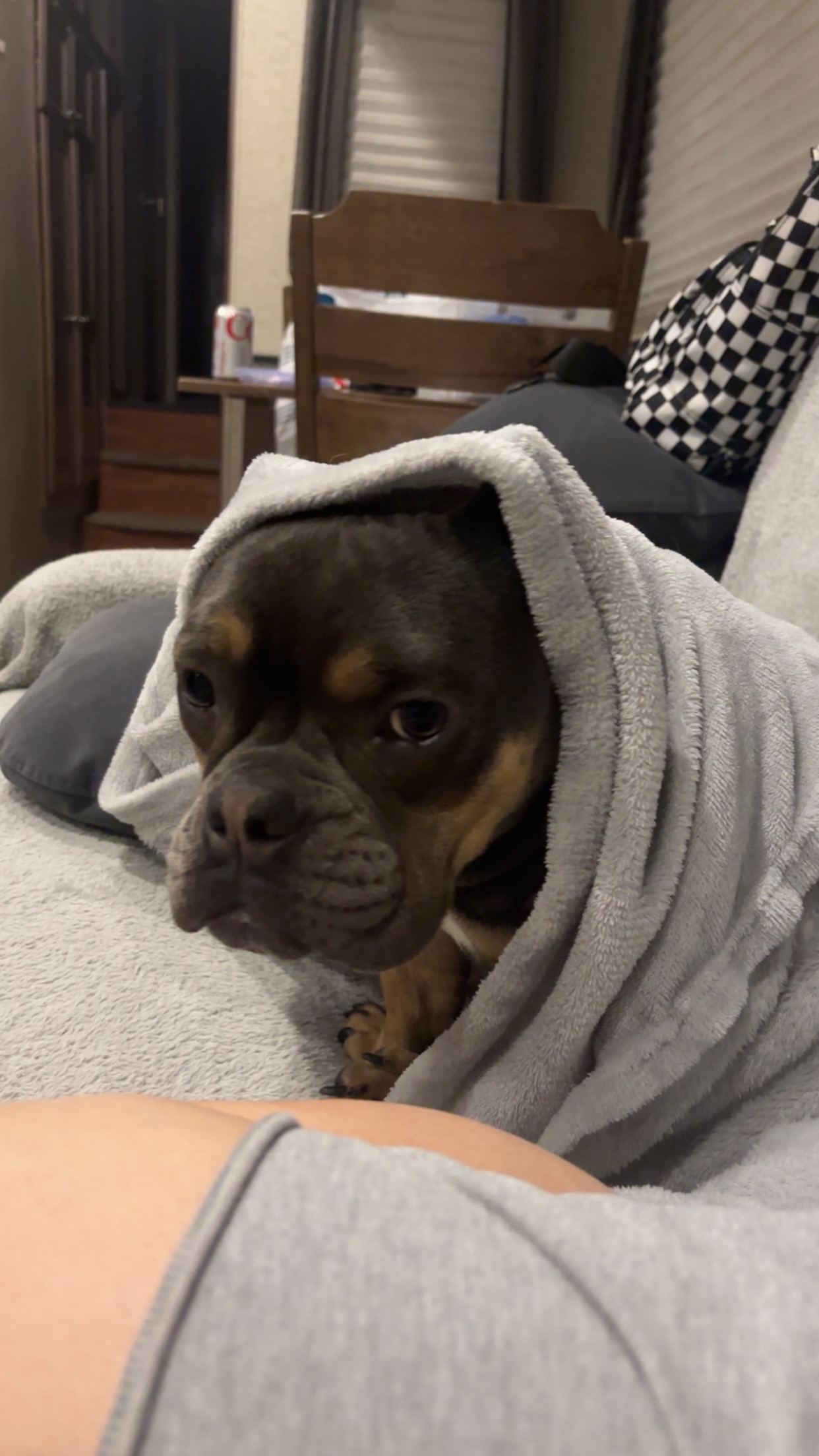 Help Blue Get Life-Saving Surgery campaign photo, 7 of 8