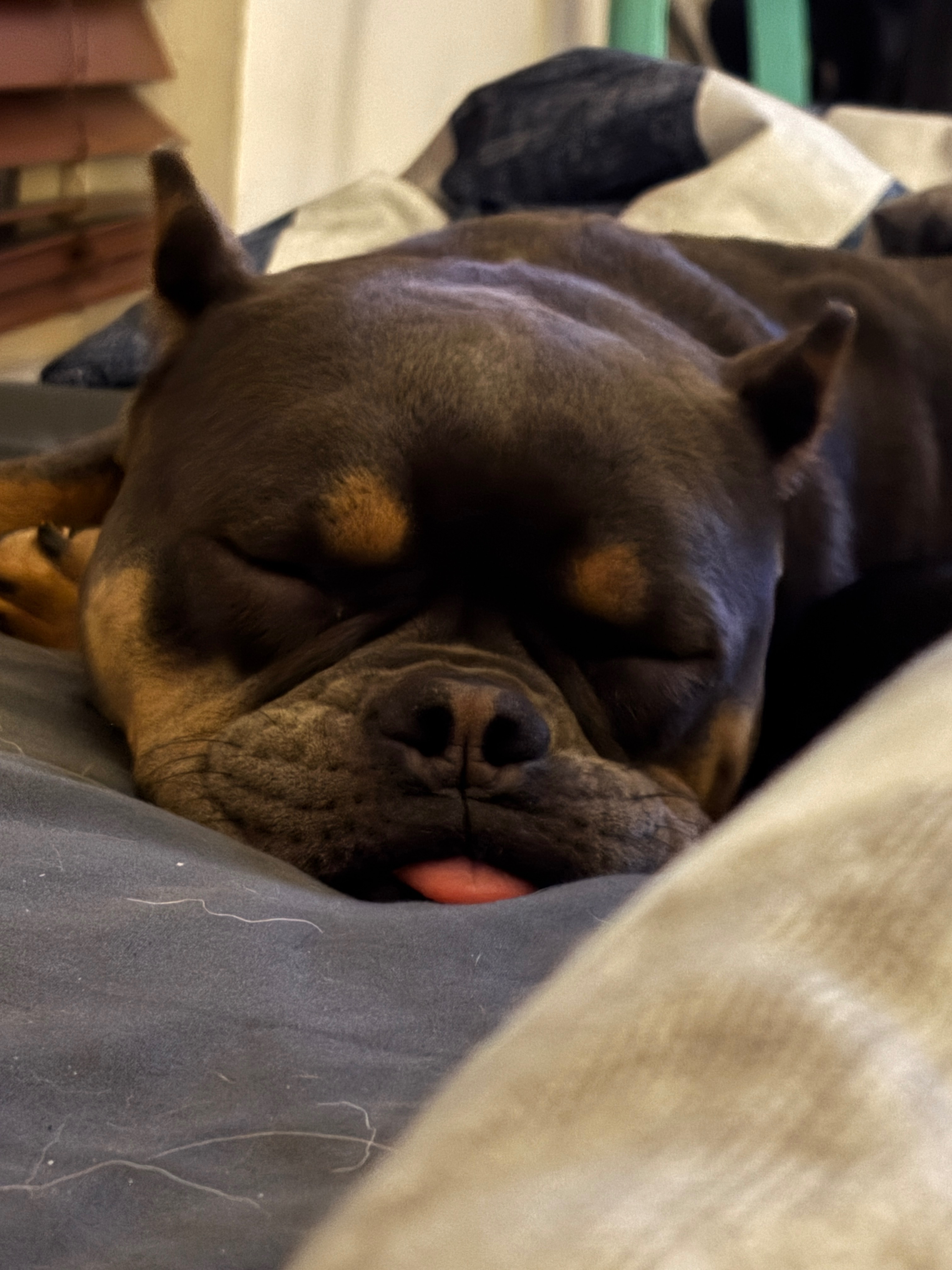 Help Blue Get Life-Saving Surgery campaign photo, 2 of 8