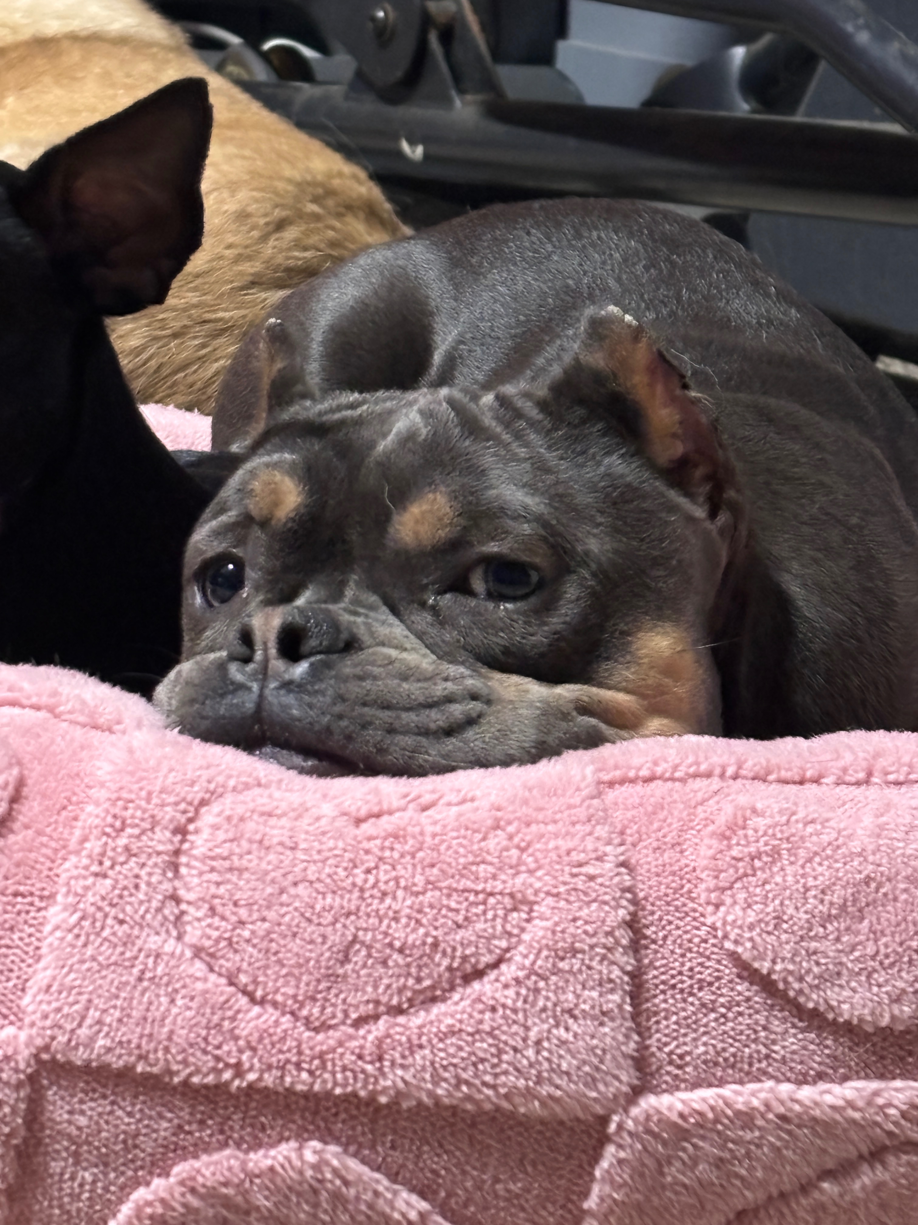 Help Blue Get Life-Saving Surgery campaign photo, 4 of 8